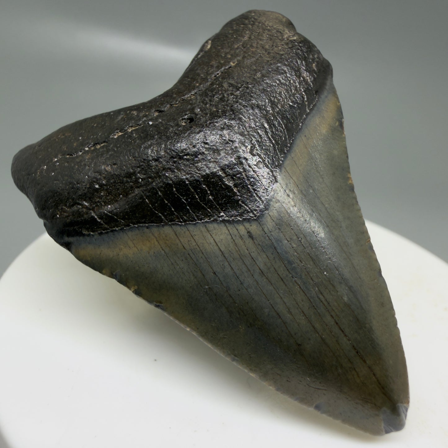 Front Left View 2.02" Colorful Fossil Megalodon Tooth – South Carolina River Find | Authentic CM6126
