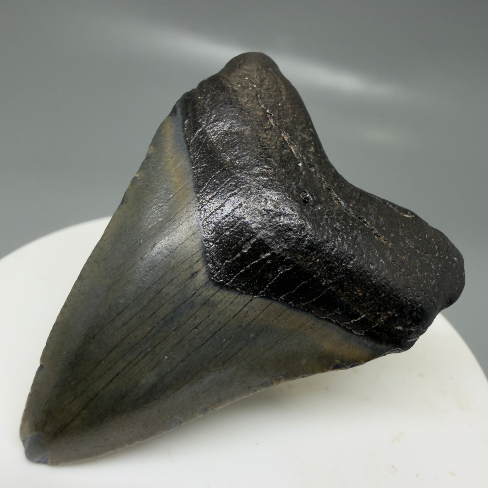 Front Right View 2.02" Colorful Fossil Megalodon Tooth – South Carolina River Find | Authentic CM6126