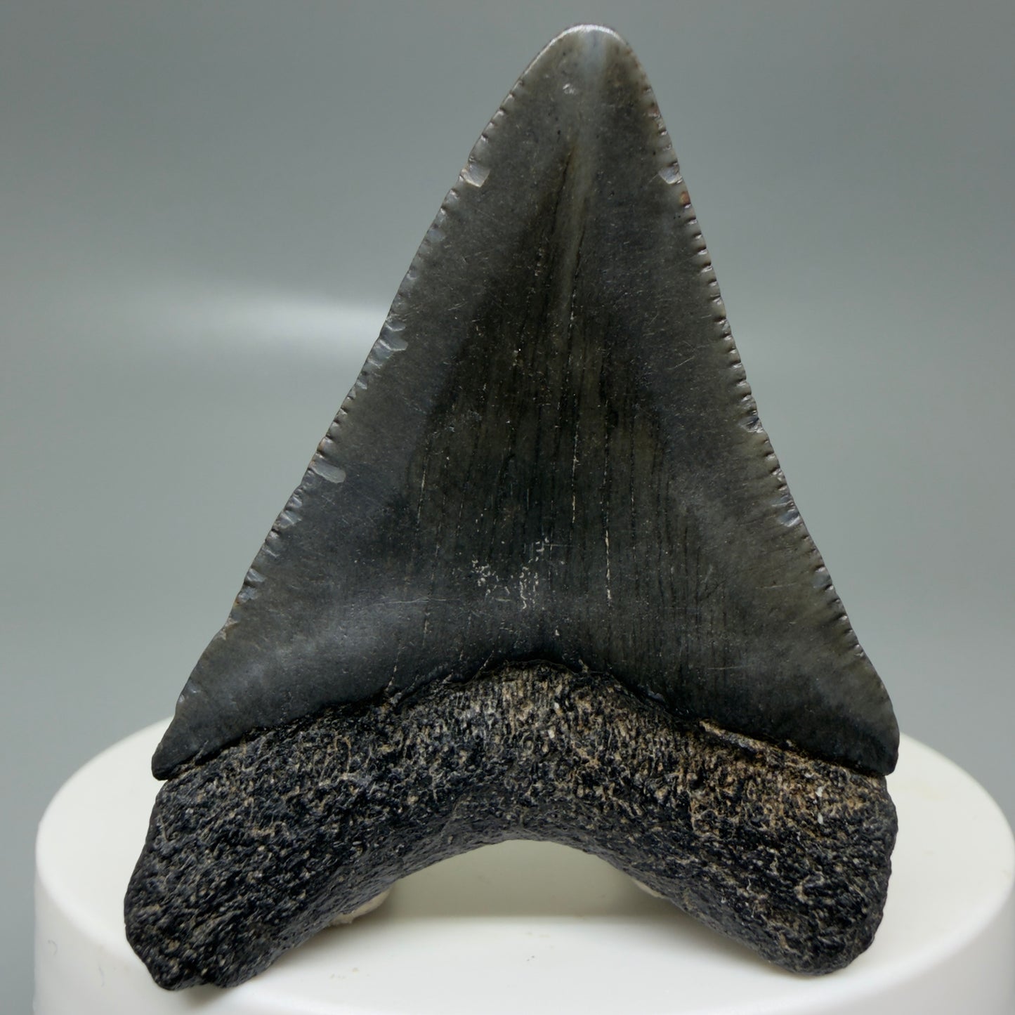 Back View 1.99" Colorful, serrated Fossil Megalodon Tooth – South Carolina River Find | Authentic CM6127