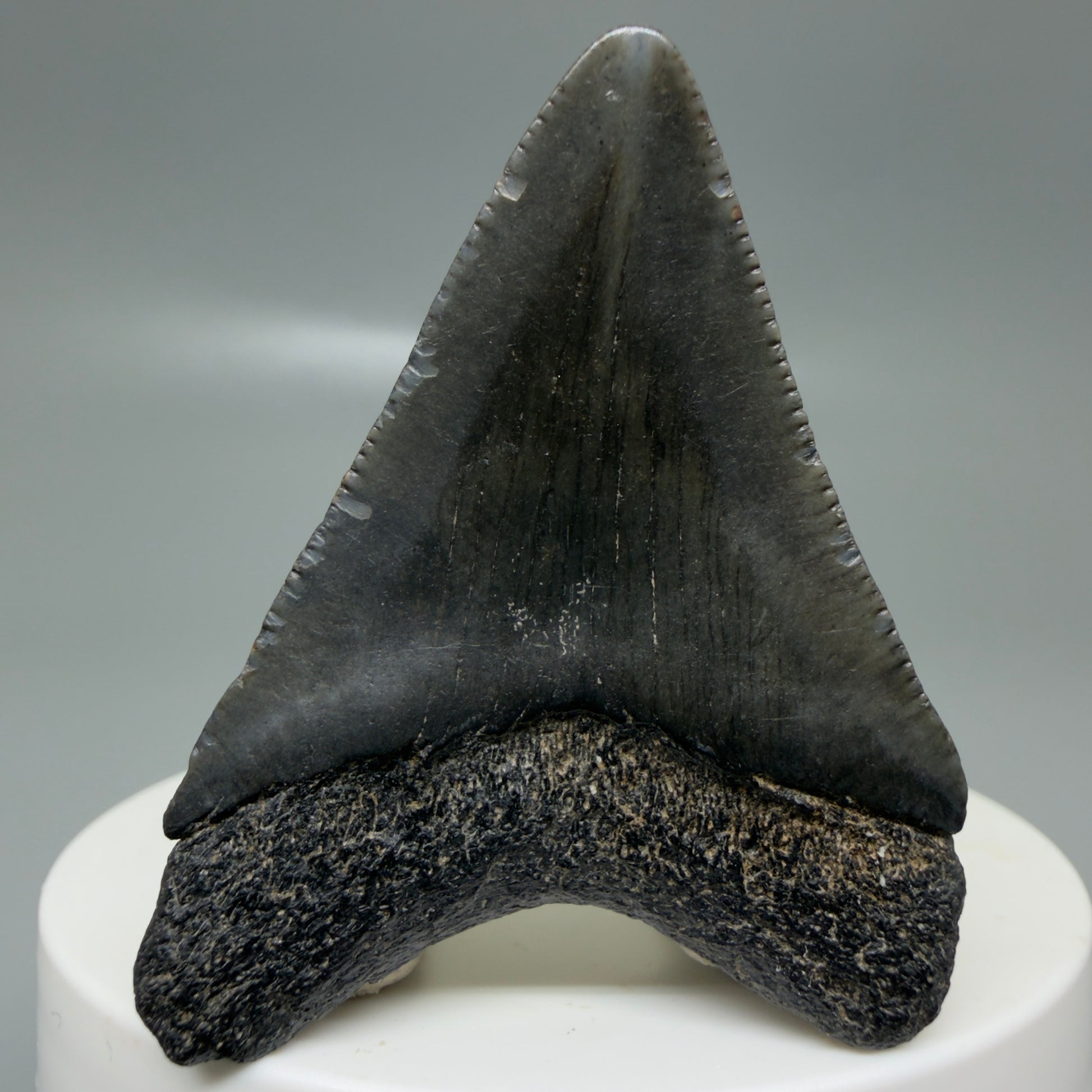 Back View 1.99" Colorful, serrated Fossil Megalodon Tooth – South Carolina River Find | Authentic CM6127
