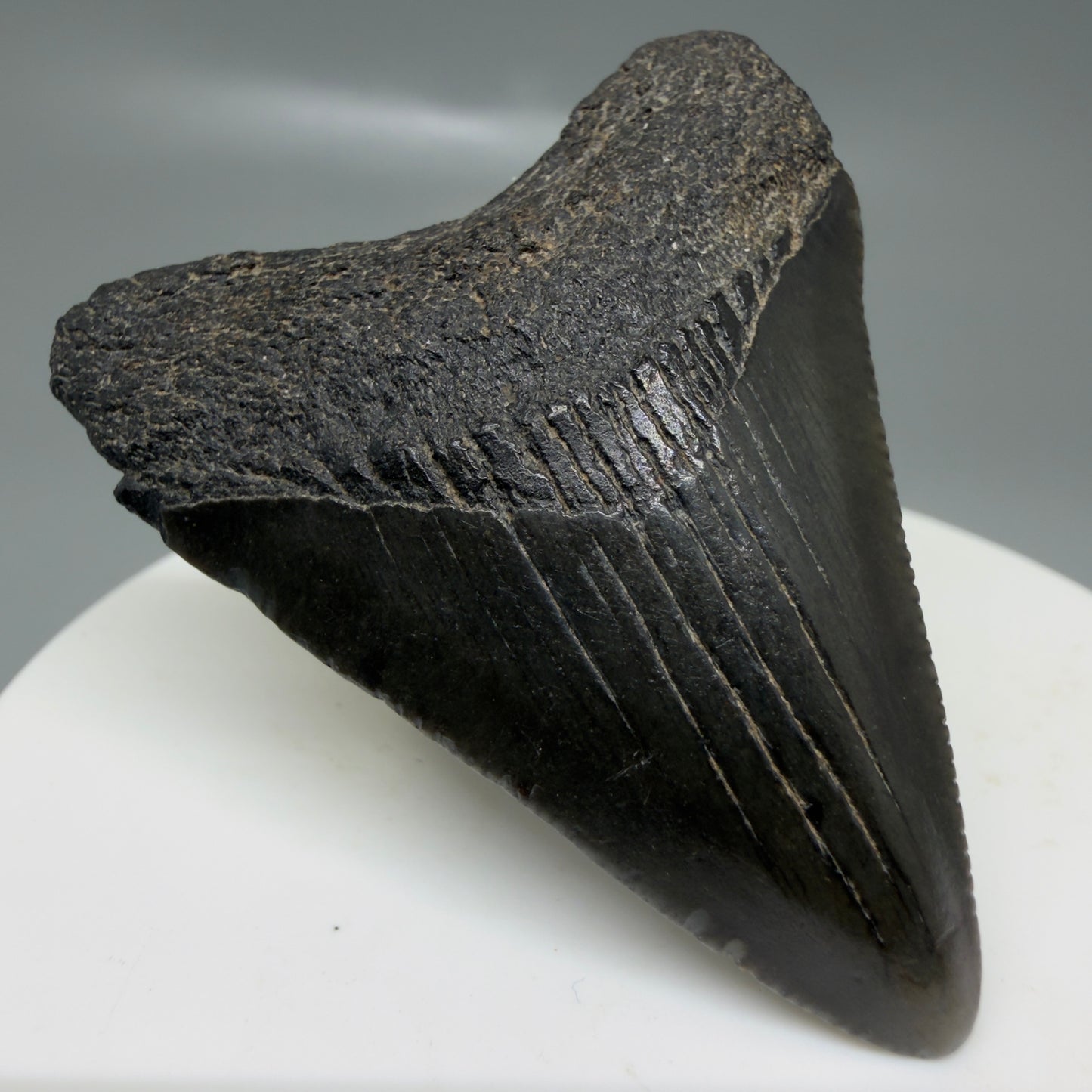 Front Left View 1.99" Colorful, serrated Fossil Megalodon Tooth – South Carolina River Find | Authentic CM6127