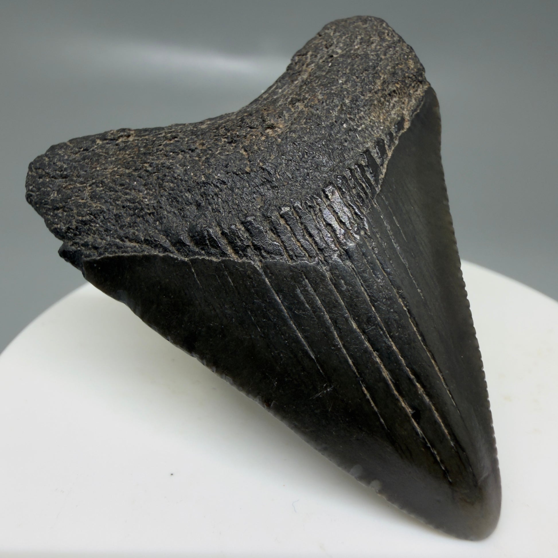 Front Left View 1.99" Colorful, serrated Fossil Megalodon Tooth – South Carolina River Find | Authentic CM6127