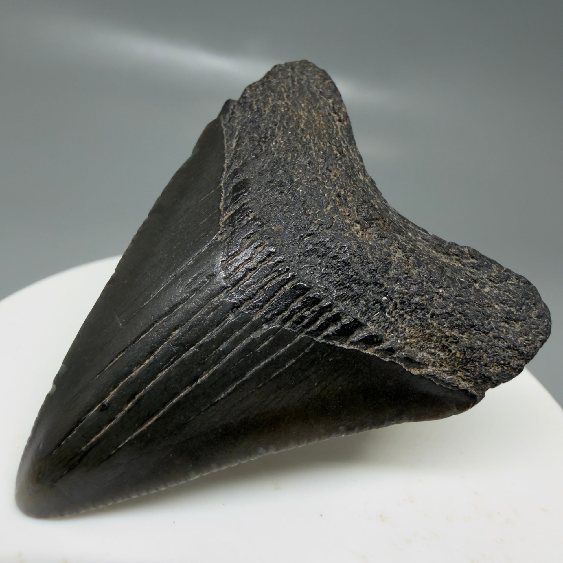 Front Right View 1.99" Colorful, serrated Fossil Megalodon Tooth – South Carolina River Find | Authentic CM6127