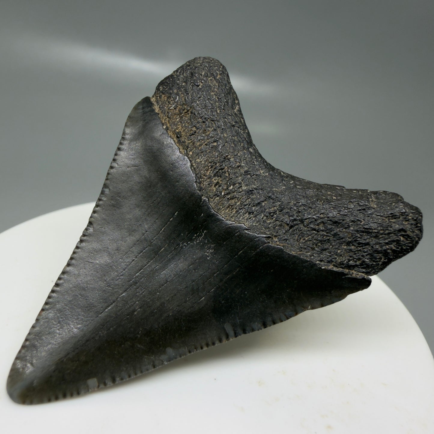 Back Right View 1.99" Colorful, serrated Fossil Megalodon Tooth – South Carolina River Find | Authentic CM6127