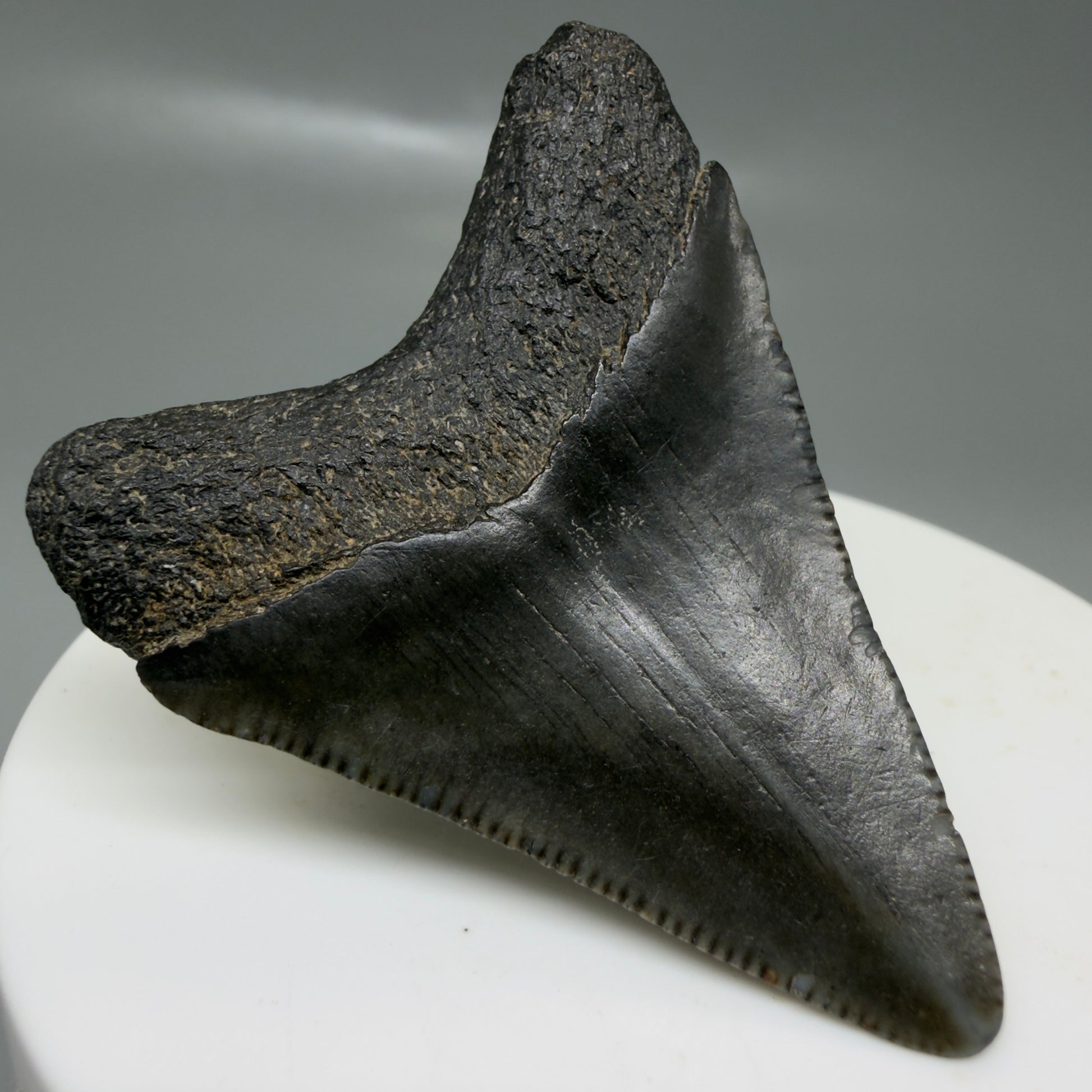 Back Left View 1.99" Colorful, serrated Fossil Megalodon Tooth – South Carolina River Find | Authentic CM6127