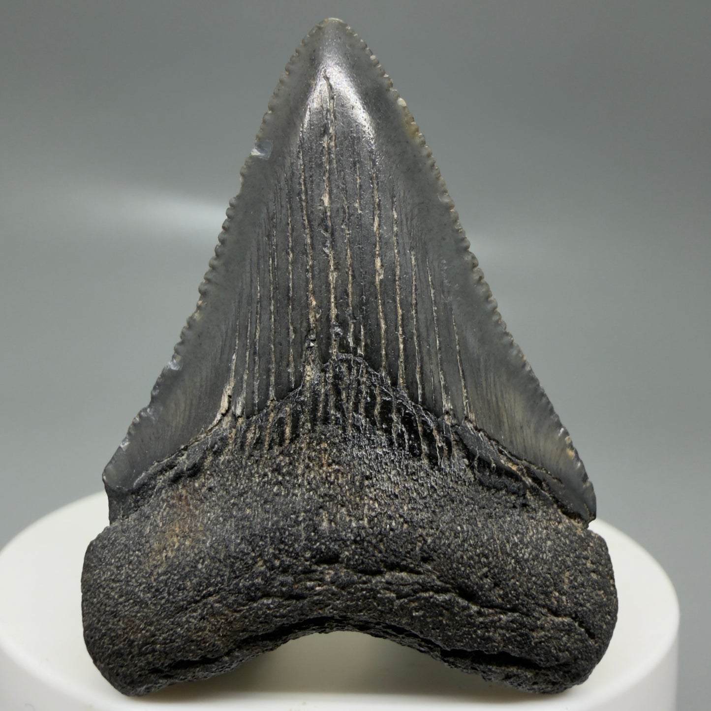 Front View 1.97" Colorful, serrated Fossil Megalodon Tooth – South Carolina River Find | Authentic CM6125