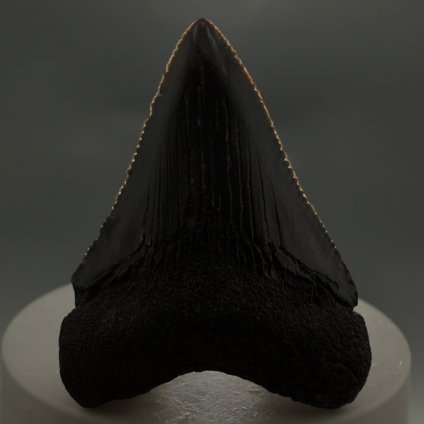 Front View 1.97" Colorful, serrated Fossil Megalodon Tooth – South Carolina River Find | Authentic CM6125 - 1