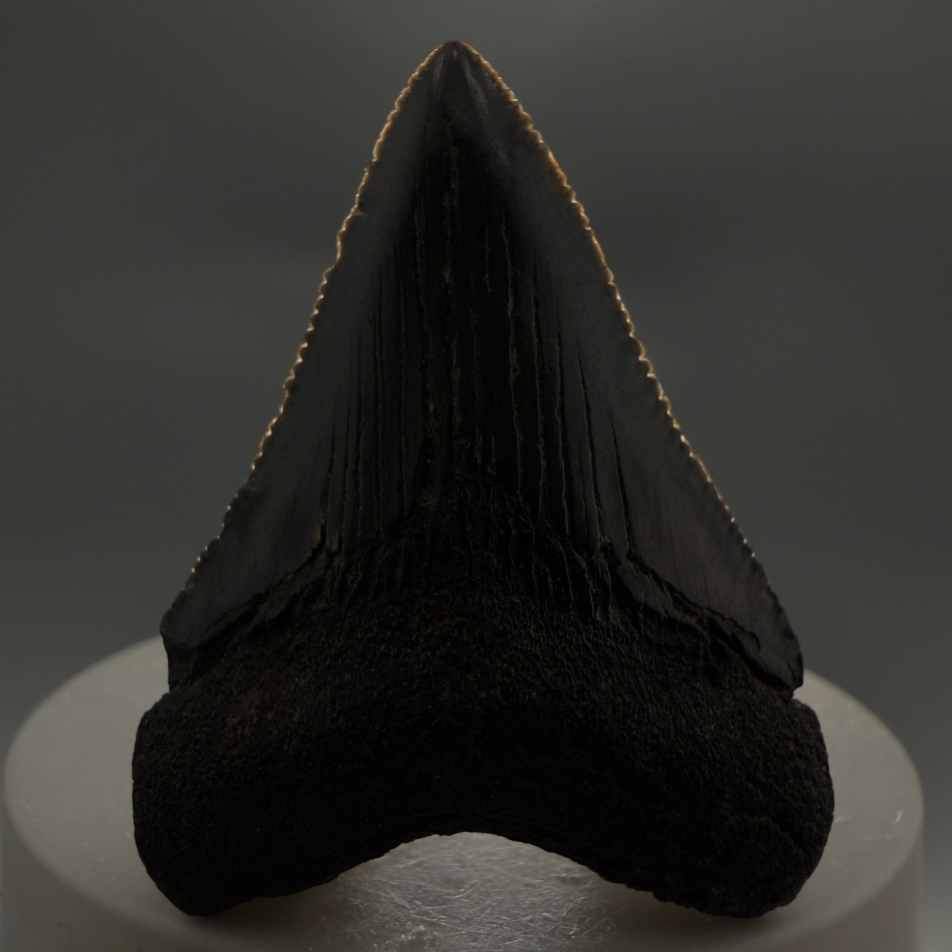 Front View 1.97" Colorful, serrated Fossil Megalodon Tooth – South Carolina River Find | Authentic CM6125 - 1