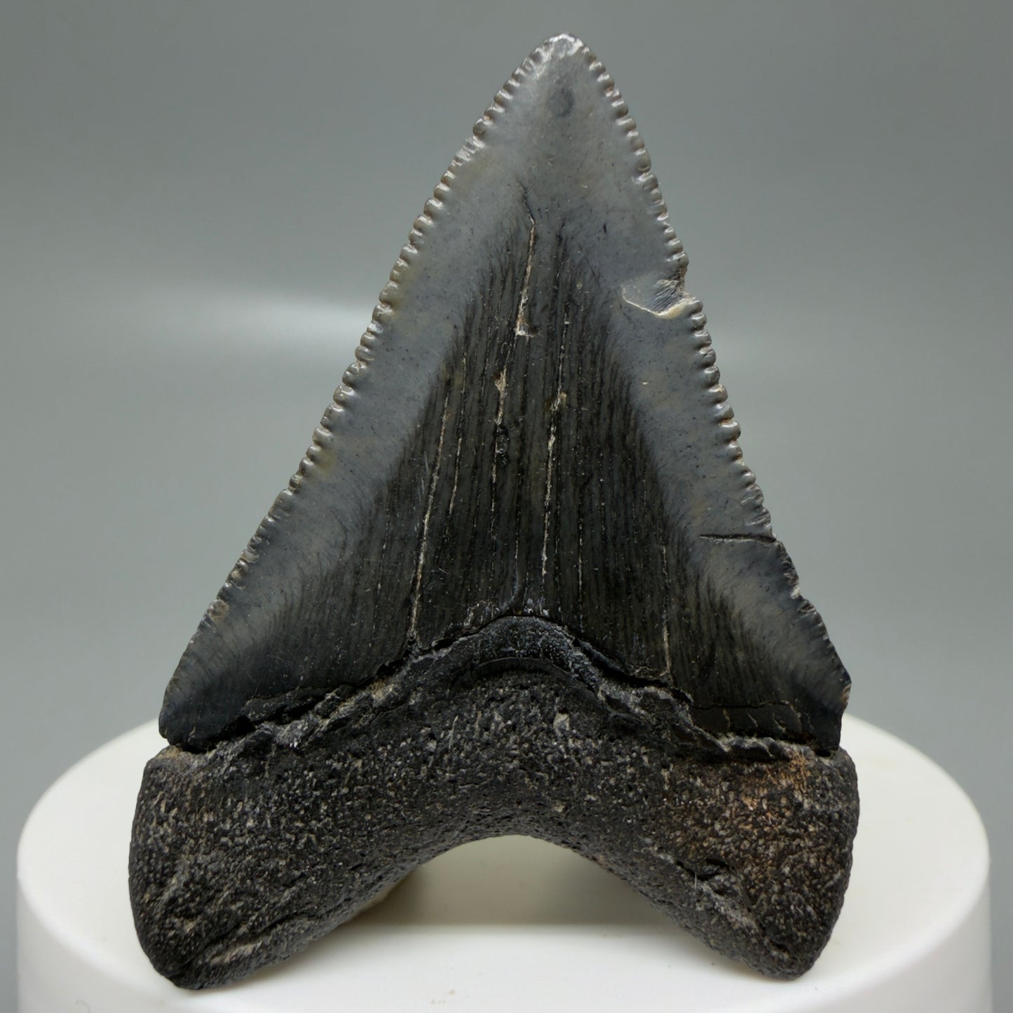 Back View 1.97" Colorful, serrated Fossil Megalodon Tooth – South Carolina River Find | Authentic CM6125