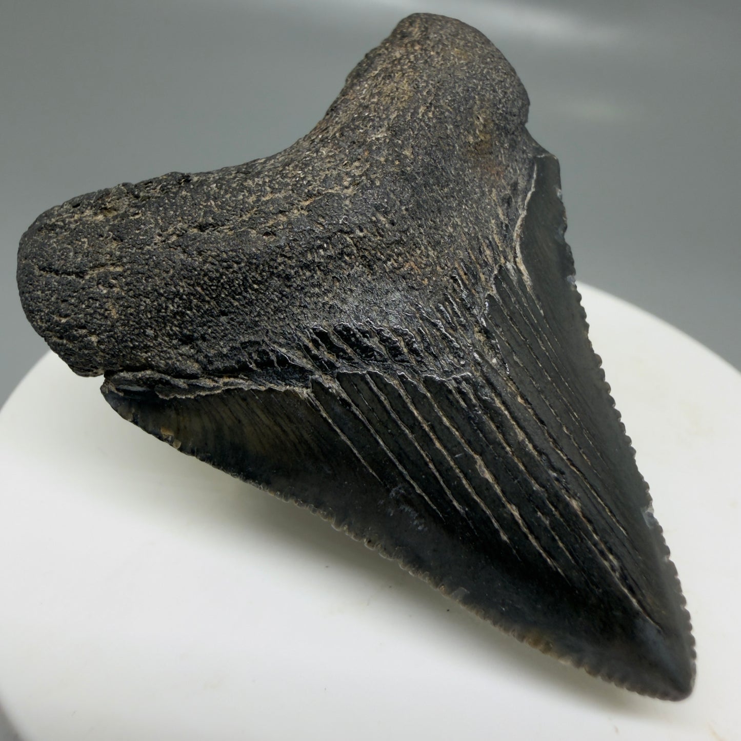 Front Left View 1.97" Colorful, serrated Fossil Megalodon Tooth – South Carolina River Find | Authentic CM6125