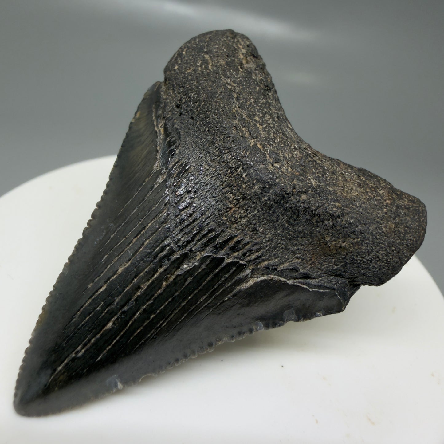 Front Right View 1.97" Colorful, serrated Fossil Megalodon Tooth – South Carolina River Find | Authentic CM6125