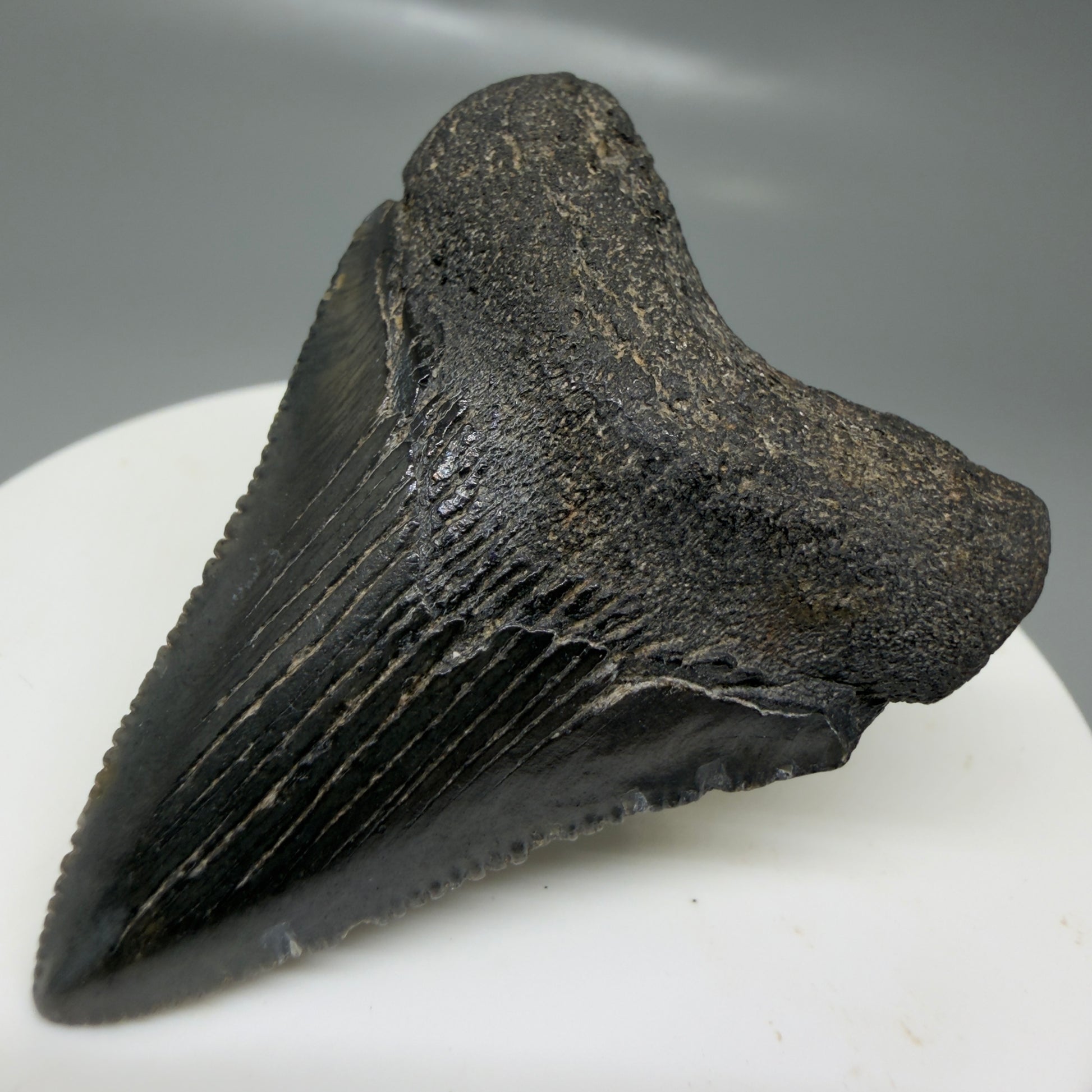 Front Right View 1.97" Colorful, serrated Fossil Megalodon Tooth – South Carolina River Find | Authentic CM6125