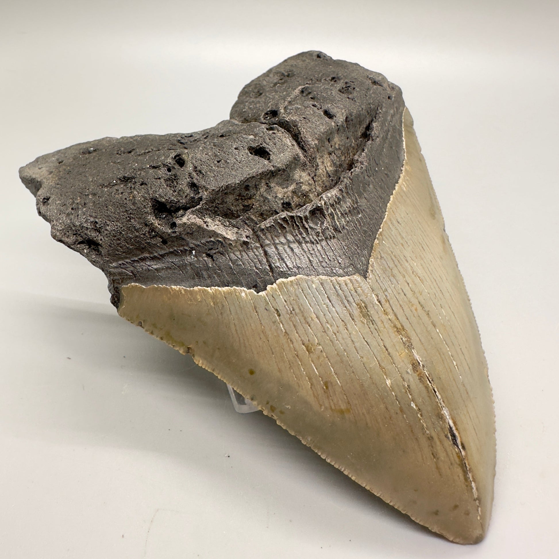 Heart-Shape 5.36" Fossil Megalodon Tooth - Wilmington, North Carolina MJ124 - Front left