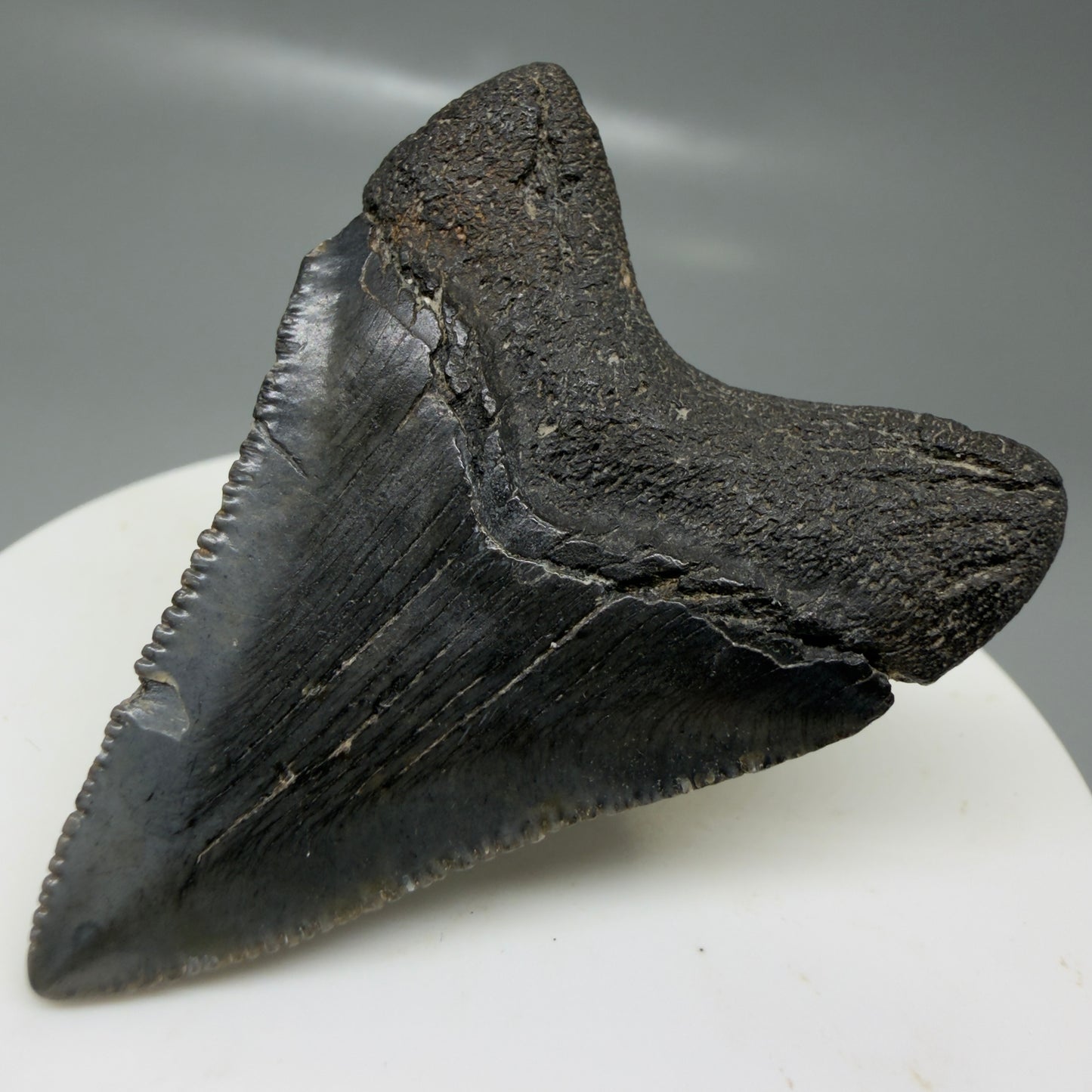Back Right View 1.97" Colorful, serrated Fossil Megalodon Tooth – South Carolina River Find | Authentic CM6125