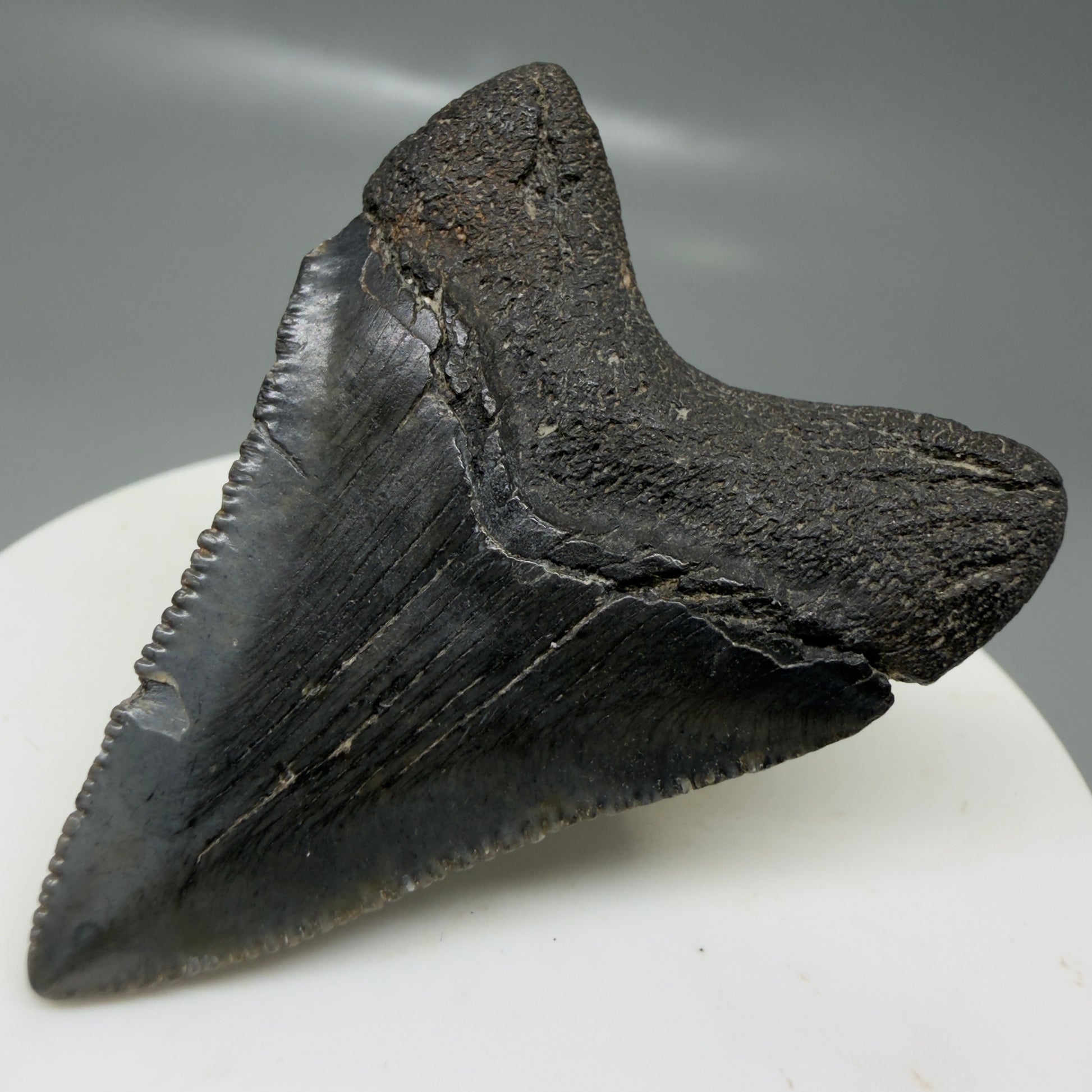 Back Right View 1.97" Colorful, serrated Fossil Megalodon Tooth – South Carolina River Find | Authentic CM6125