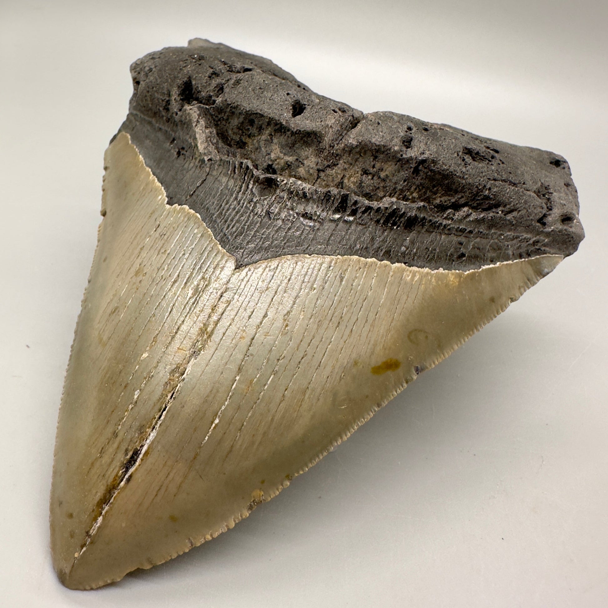 Heart-Shape 5.36" Fossil Megalodon Tooth - Wilmington, North Carolina MJ124 - Front right