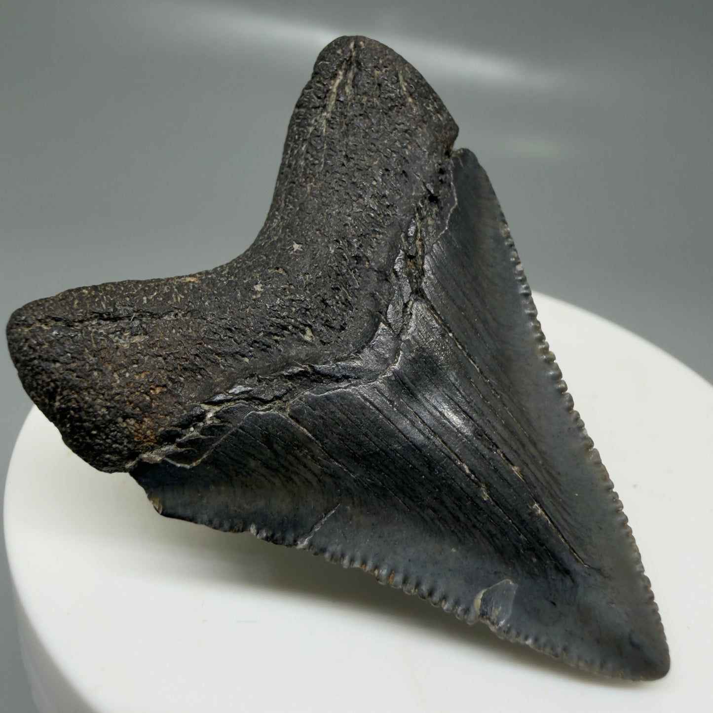 Back Left View 1.97" Colorful, serrated Fossil Megalodon Tooth – South Carolina River Find | Authentic CM6125