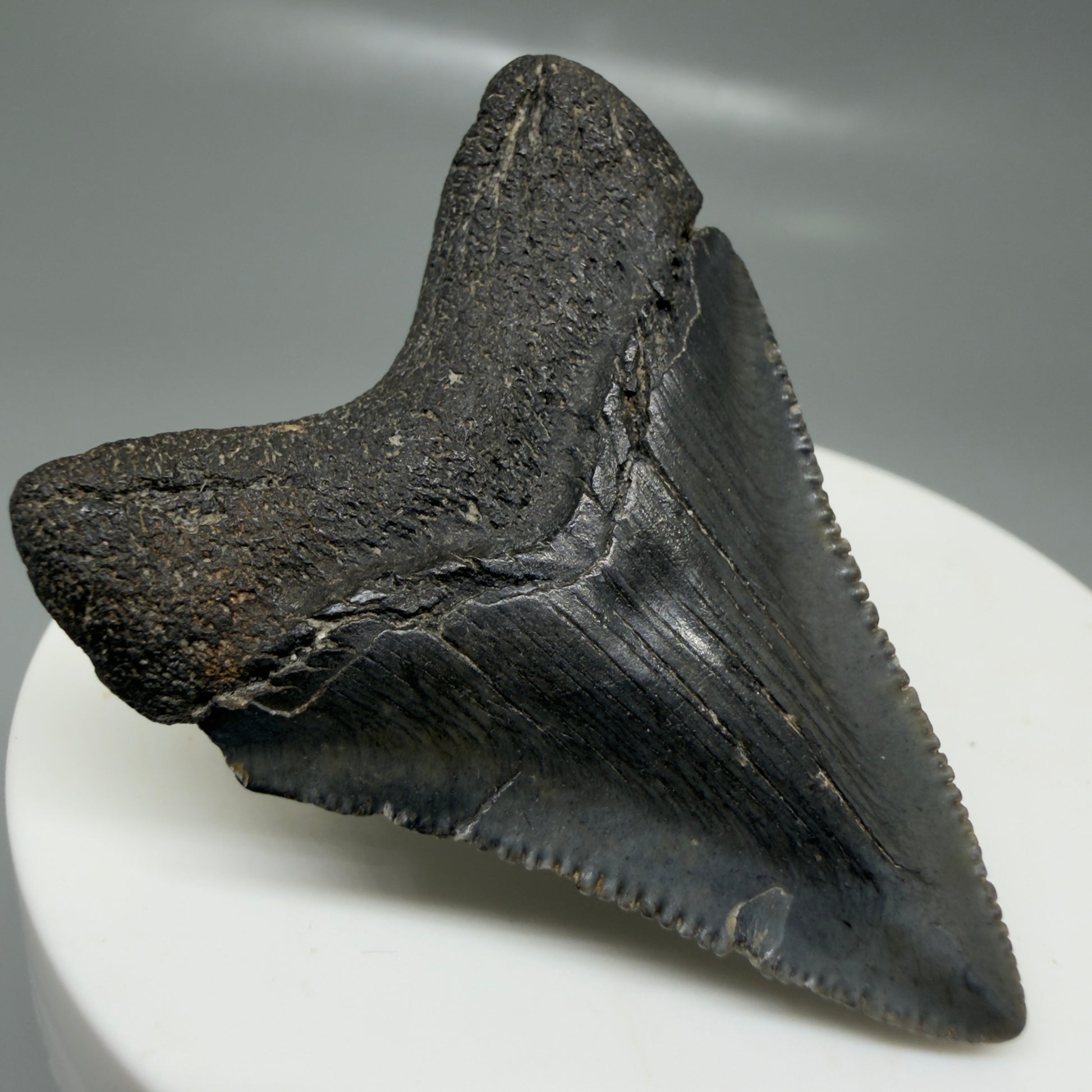 Back Left View 1.97" Colorful, serrated Fossil Megalodon Tooth – South Carolina River Find | Authentic CM6125