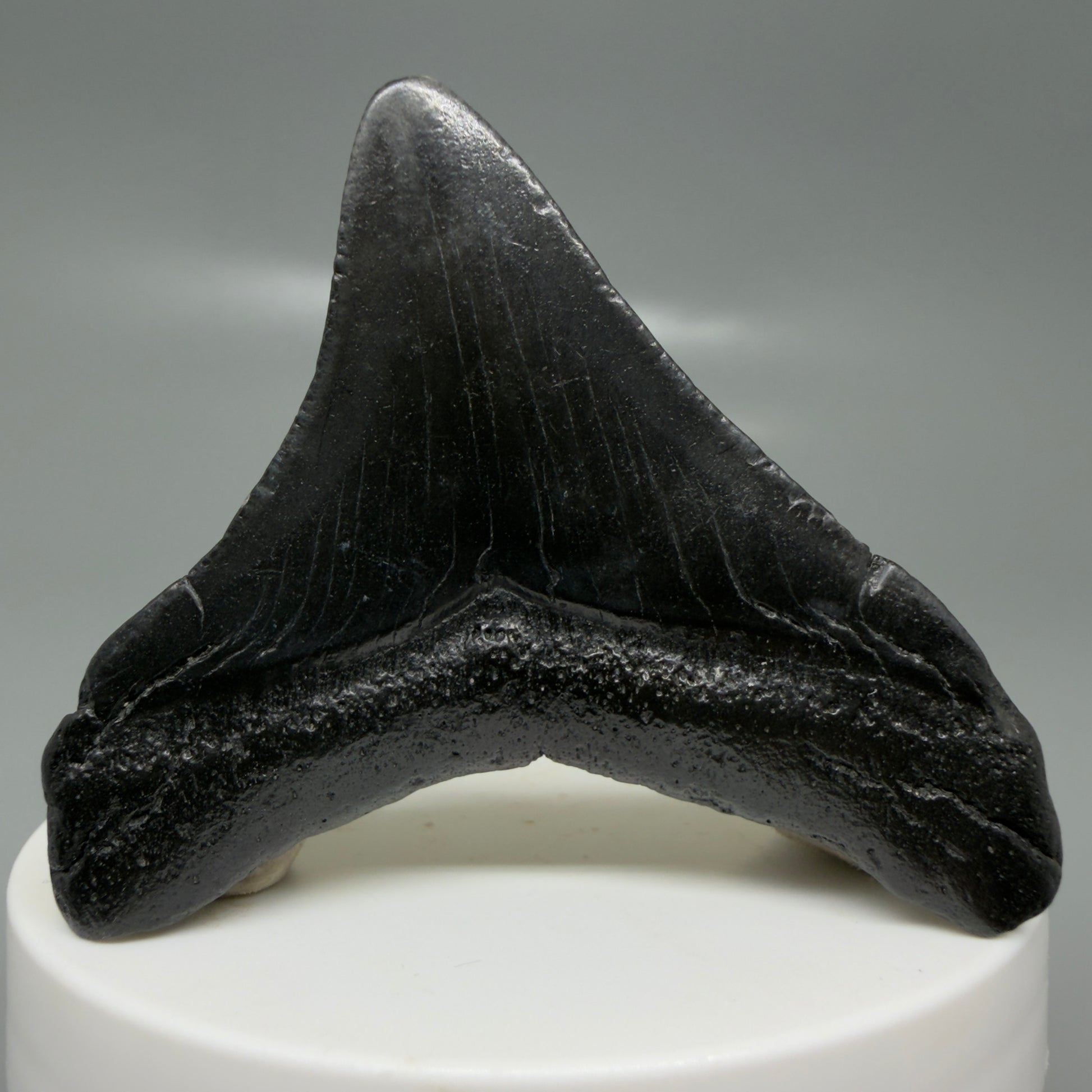 Back View Jet Black, posterior 2.24" Fossil Megalodon Tooth – South Carolina River Find | Authentic CM6130