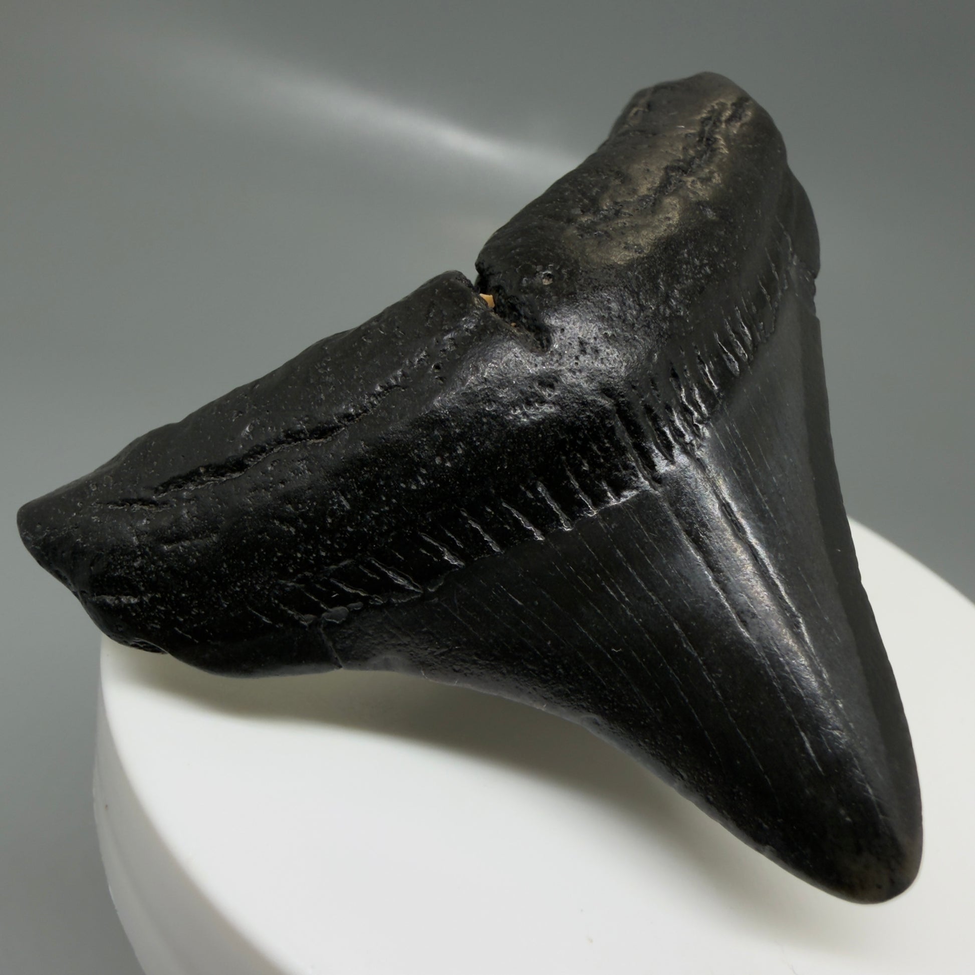 Front Left View Jet Black, posterior 2.24" Fossil Megalodon Tooth – South Carolina River Find | Authentic CM6130