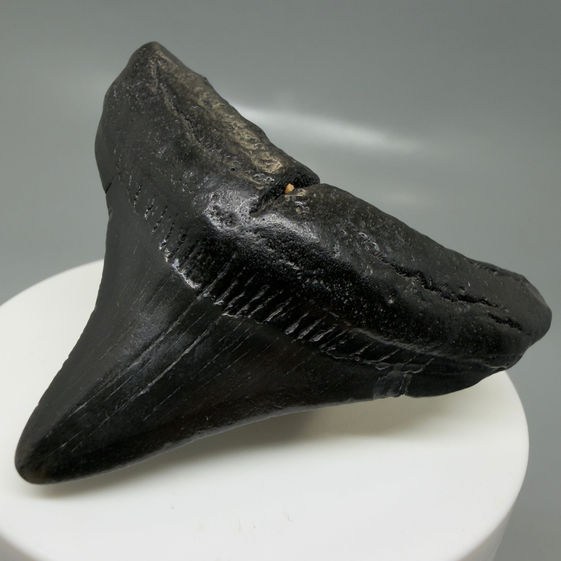 Front Right View Jet Black, posterior 2.24" Fossil Megalodon Tooth – South Carolina River Find | Authentic CM6130