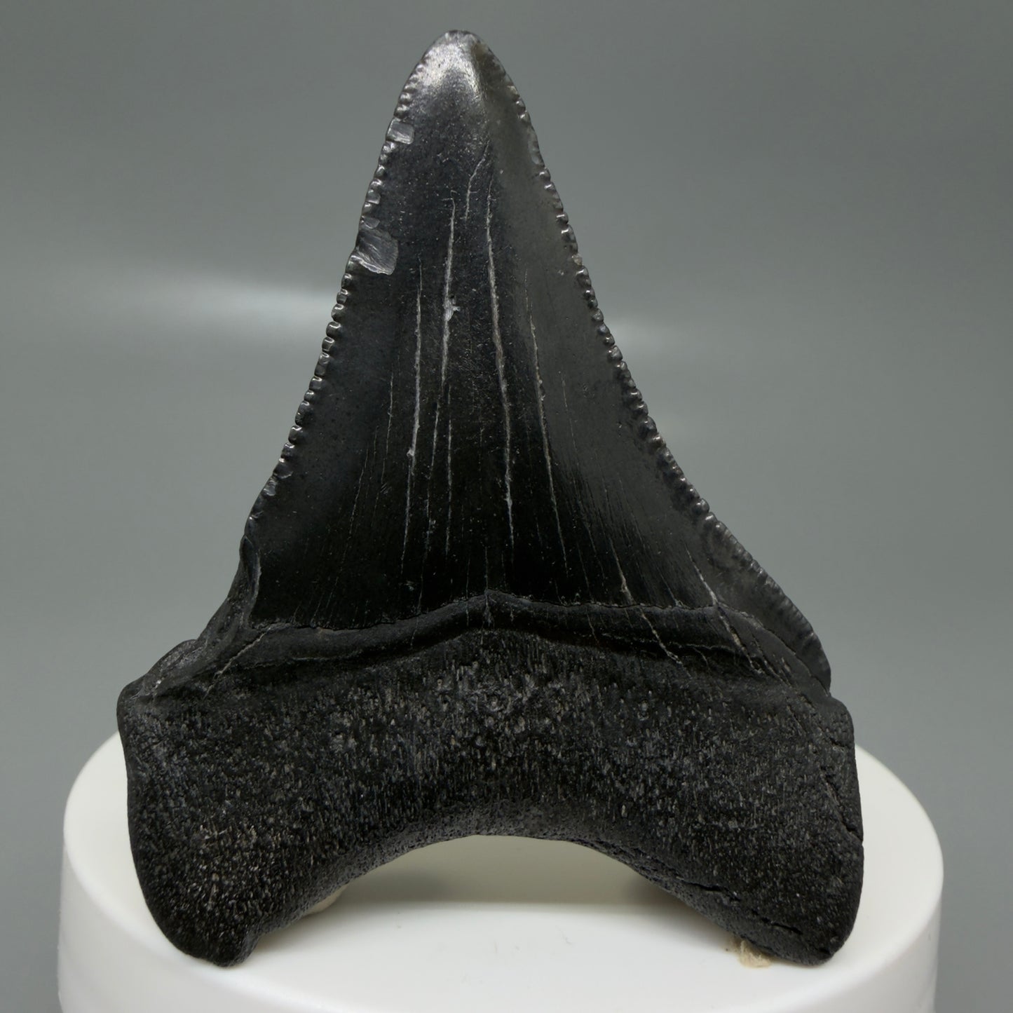 Back View 2.35" Dark colors Fossil Megalodon Tooth – South Carolina River Find | Authentic CM6129