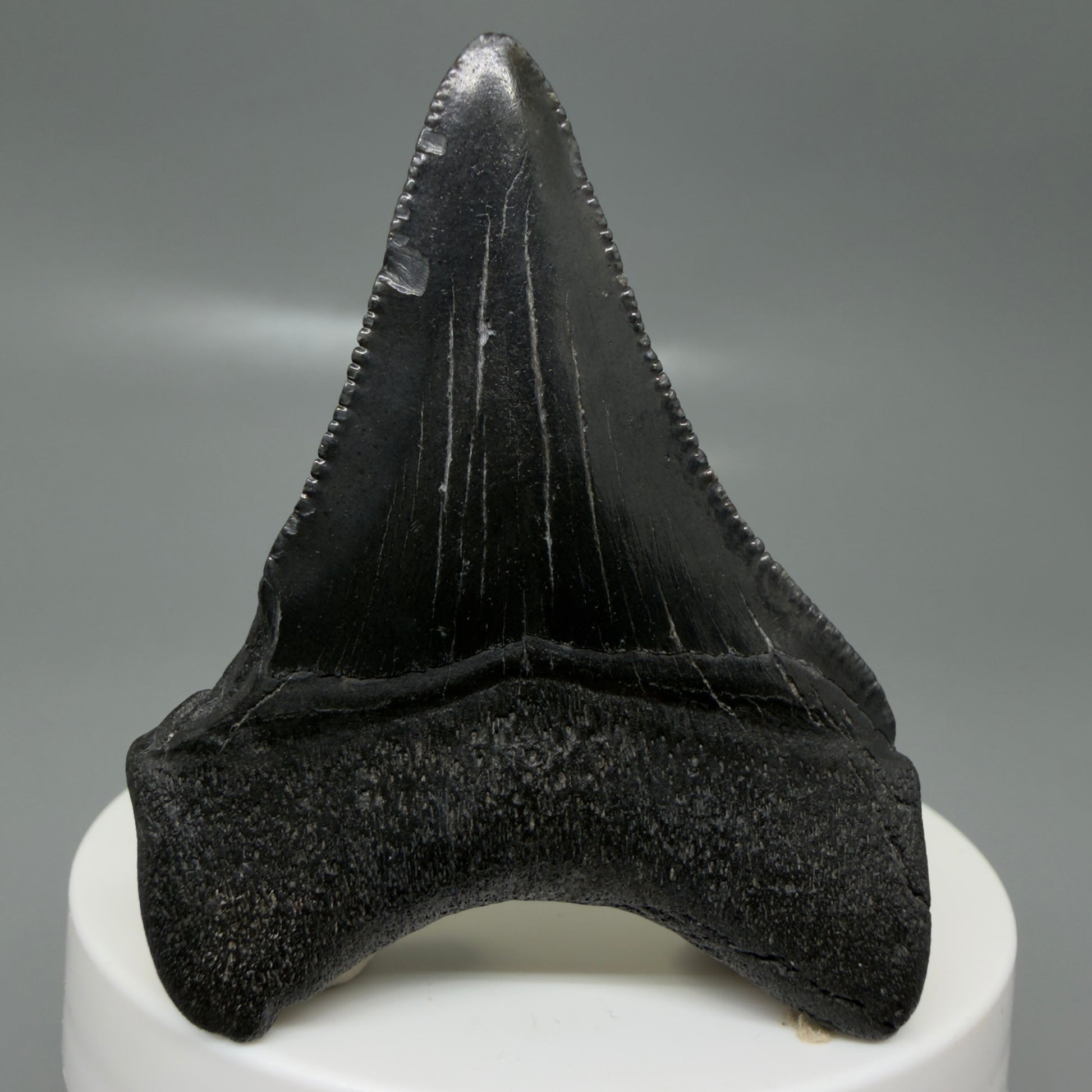 Back View 2.35" Dark colors Fossil Megalodon Tooth – South Carolina River Find | Authentic CM6129