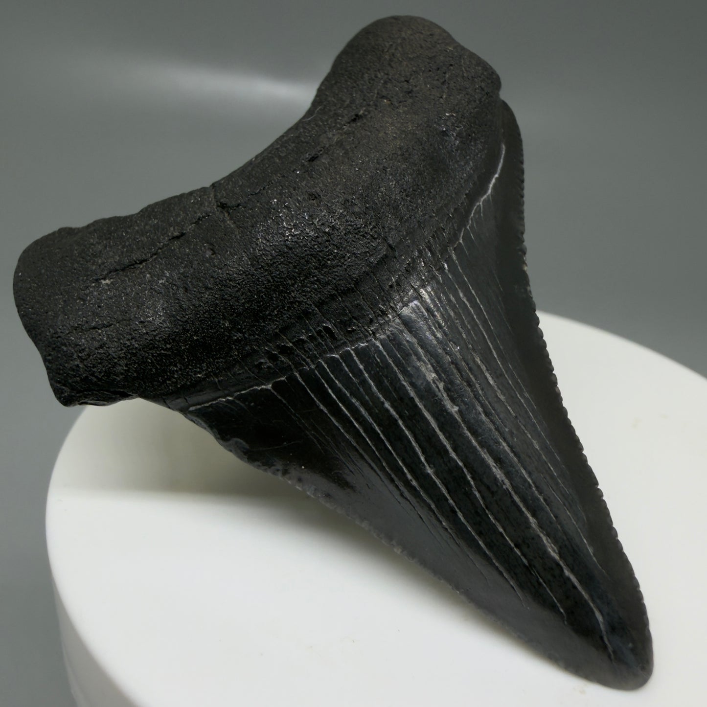 Front Left View 2.35" Dark colors Fossil Megalodon Tooth – South Carolina River Find | Authentic CM6129