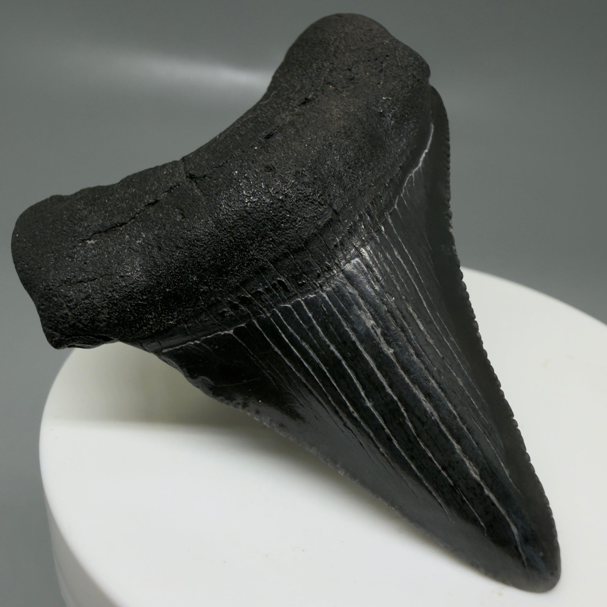 Front Left View 2.35" Dark colors Fossil Megalodon Tooth – South Carolina River Find | Authentic CM6129