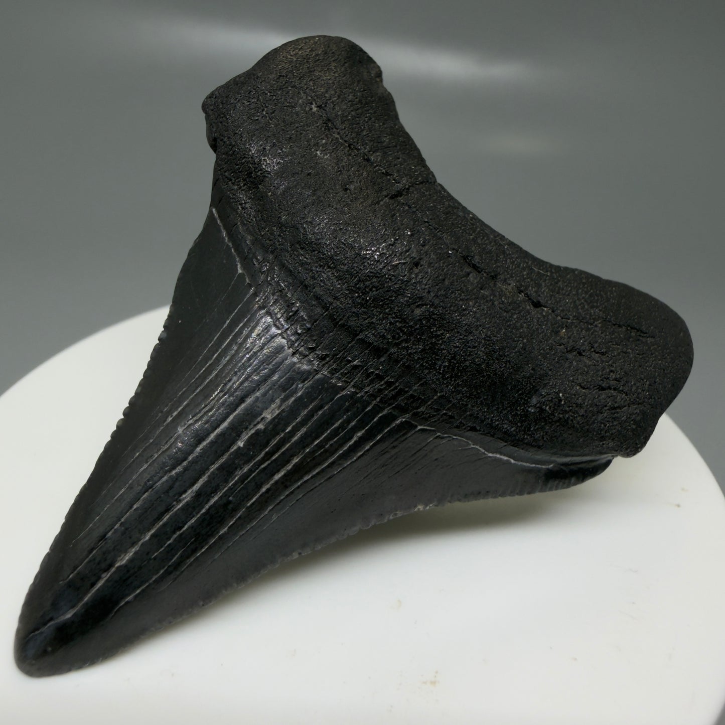 Front Right View 2.35" Dark colors Fossil Megalodon Tooth – South Carolina River Find | Authentic CM6129