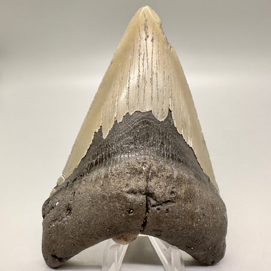 Gorgeous colors, lower 5.15" Fossil Megalodon Tooth - North Carolina MJ121 - Front