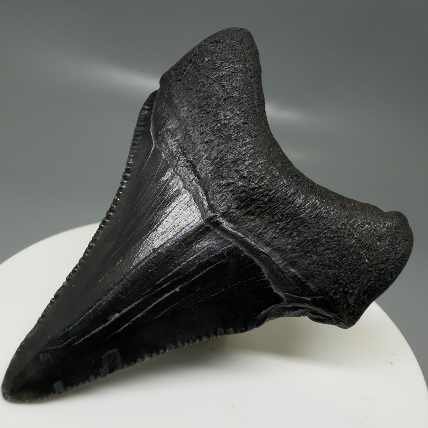 Back Right View 2.35" Dark colors Fossil Megalodon Tooth – South Carolina River Find | Authentic CM6129