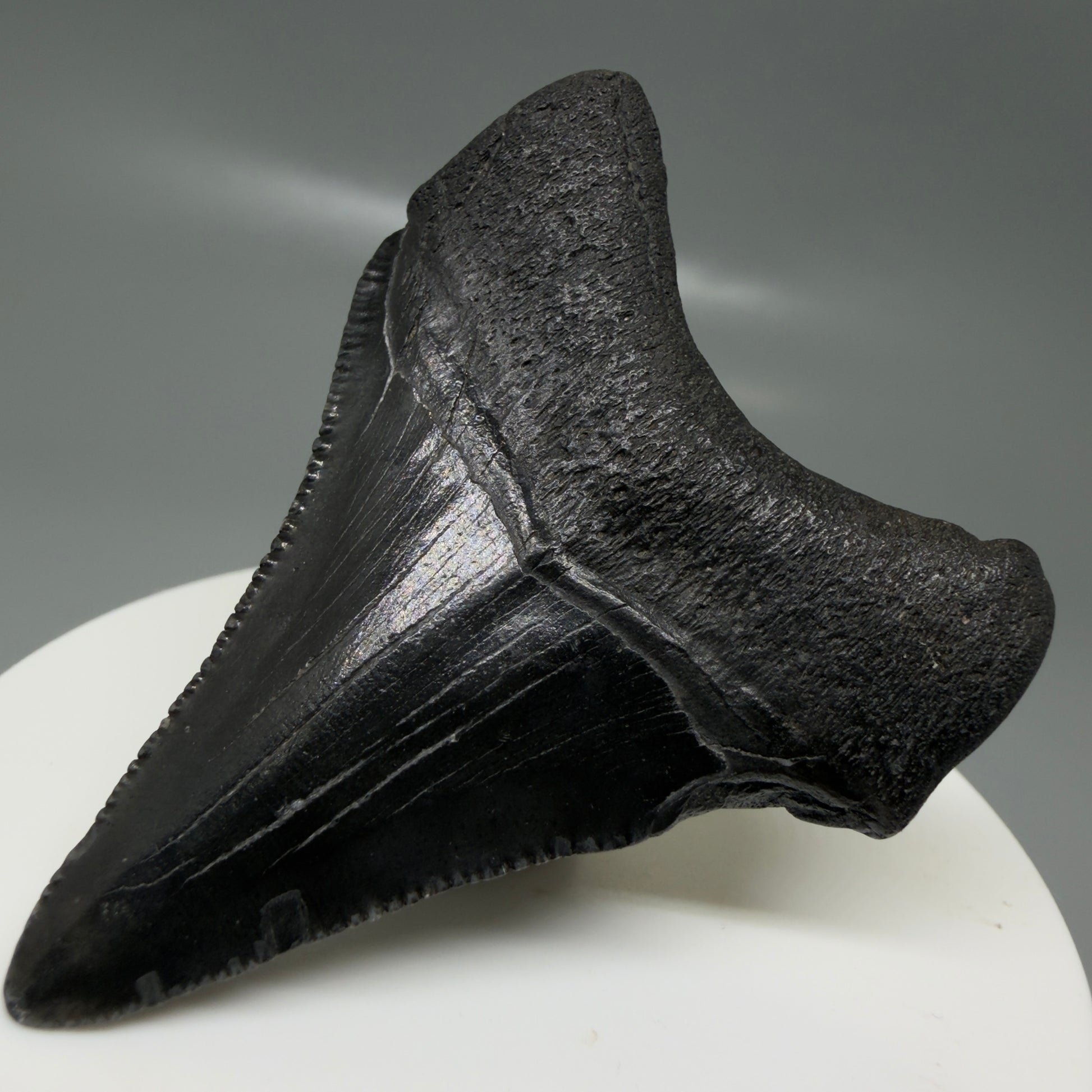 Back Right View 2.35" Dark colors Fossil Megalodon Tooth – South Carolina River Find | Authentic CM6129