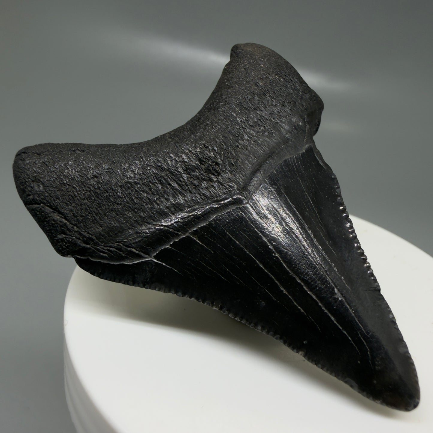 Back Left View 2.35" Dark colors Fossil Megalodon Tooth – South Carolina River Find | Authentic CM6129
