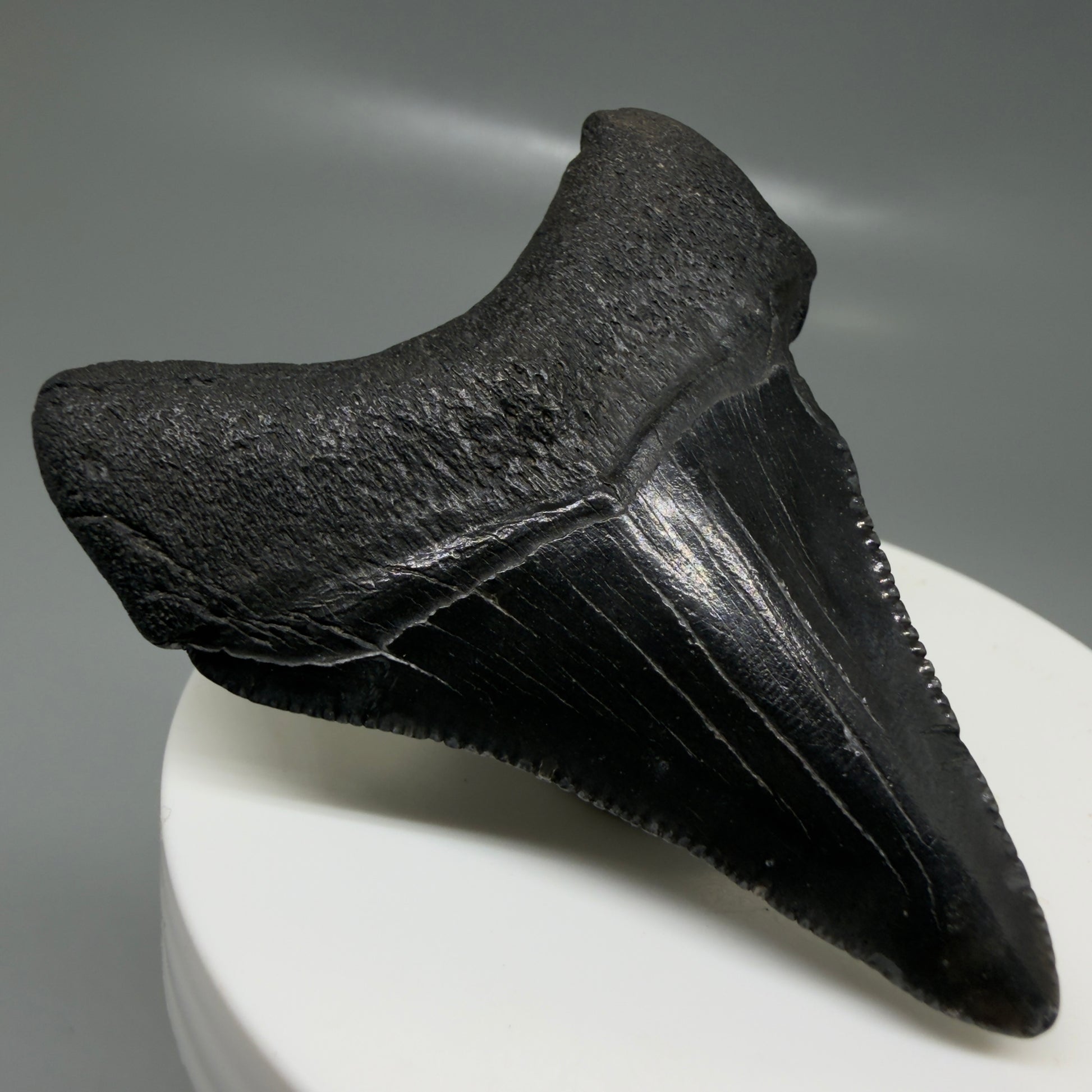 Back Left View 2.35" Dark colors Fossil Megalodon Tooth – South Carolina River Find | Authentic CM6129
