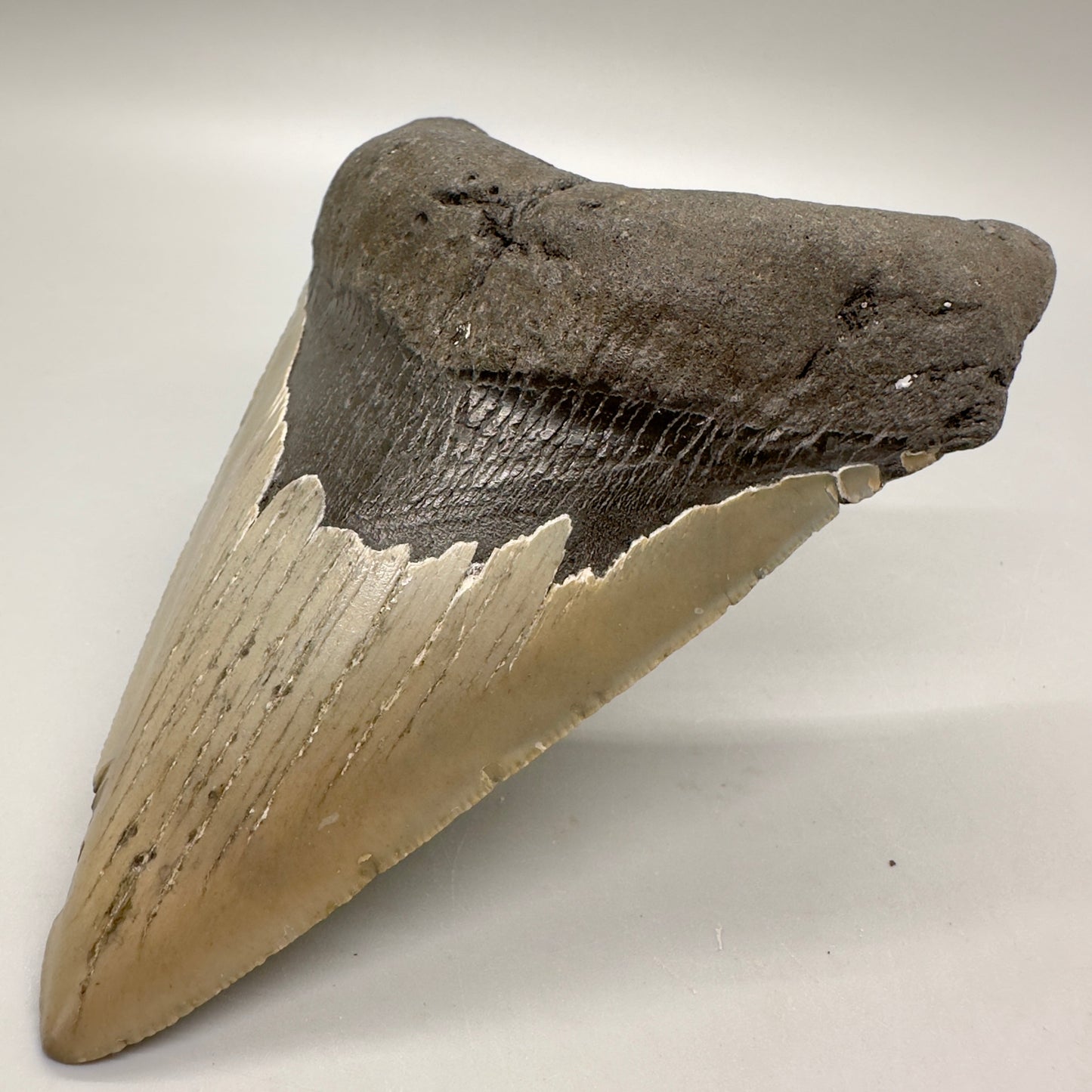 Gorgeous colors, lower 5.15" Fossil Megalodon Tooth - North Carolina MJ121 - Front right