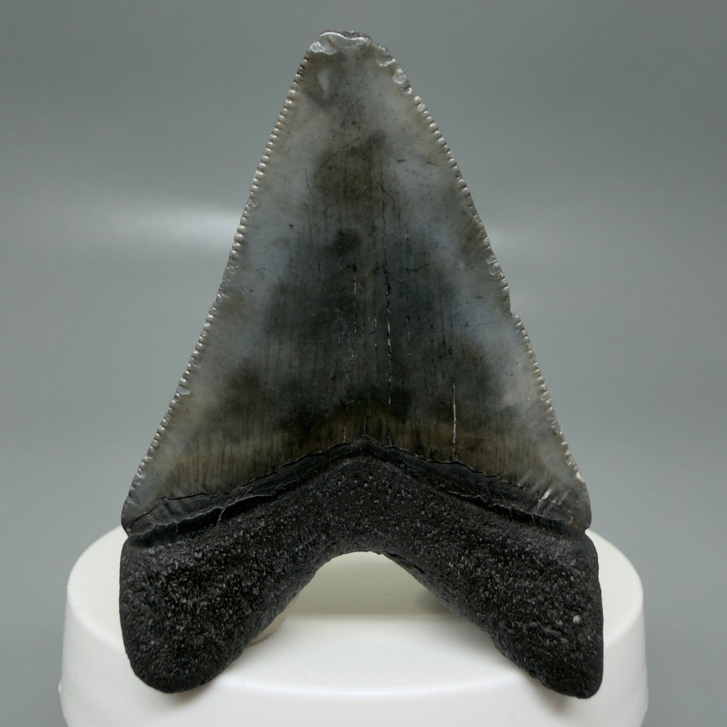 Back View 2.42" Colorful Fossil Megalodon Tooth – South Carolina River Find | Authentic CM6132