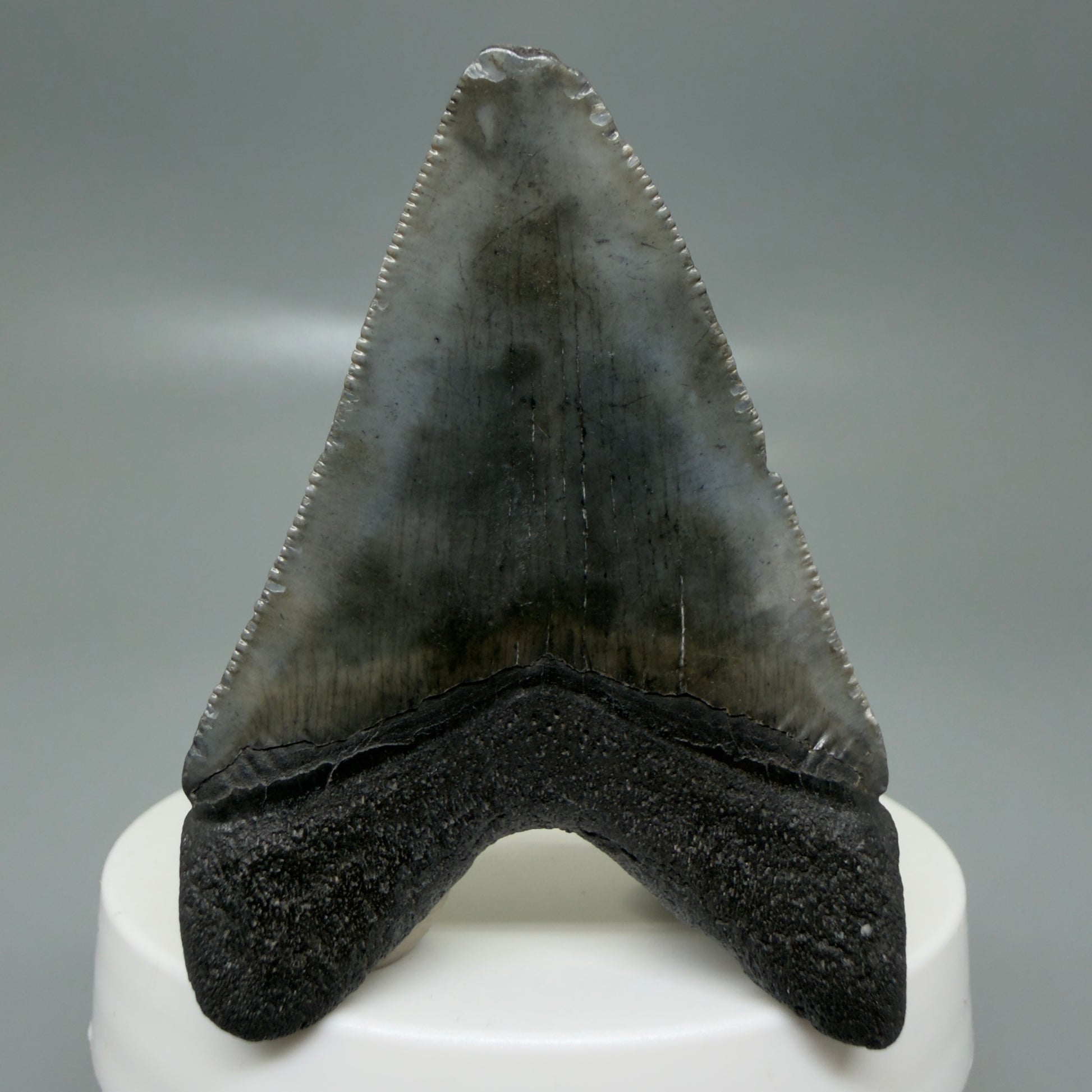 Back View 2.42" Colorful Fossil Megalodon Tooth – South Carolina River Find | Authentic CM6132
