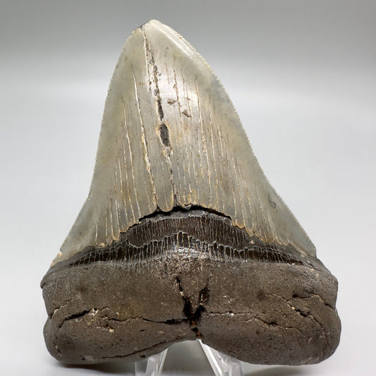 Serrated , heart-shape 4.90" Colorful Fossil Megalodon Tooth from North Carolina MJ119 - Front