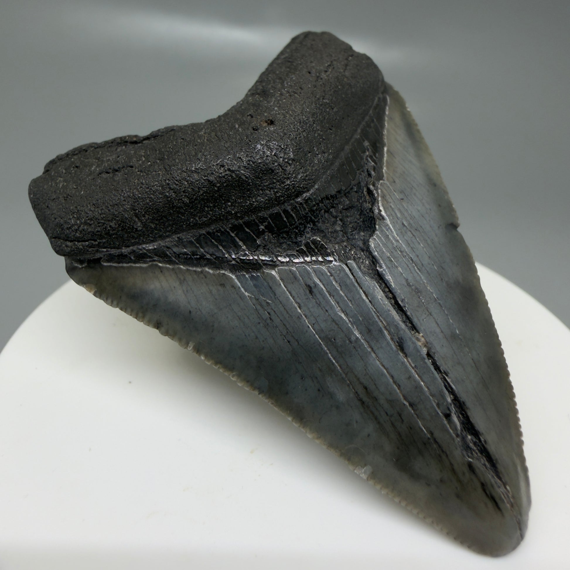 Front Left View 2.42" Colorful Fossil Megalodon Tooth – South Carolina River Find | Authentic CM6132