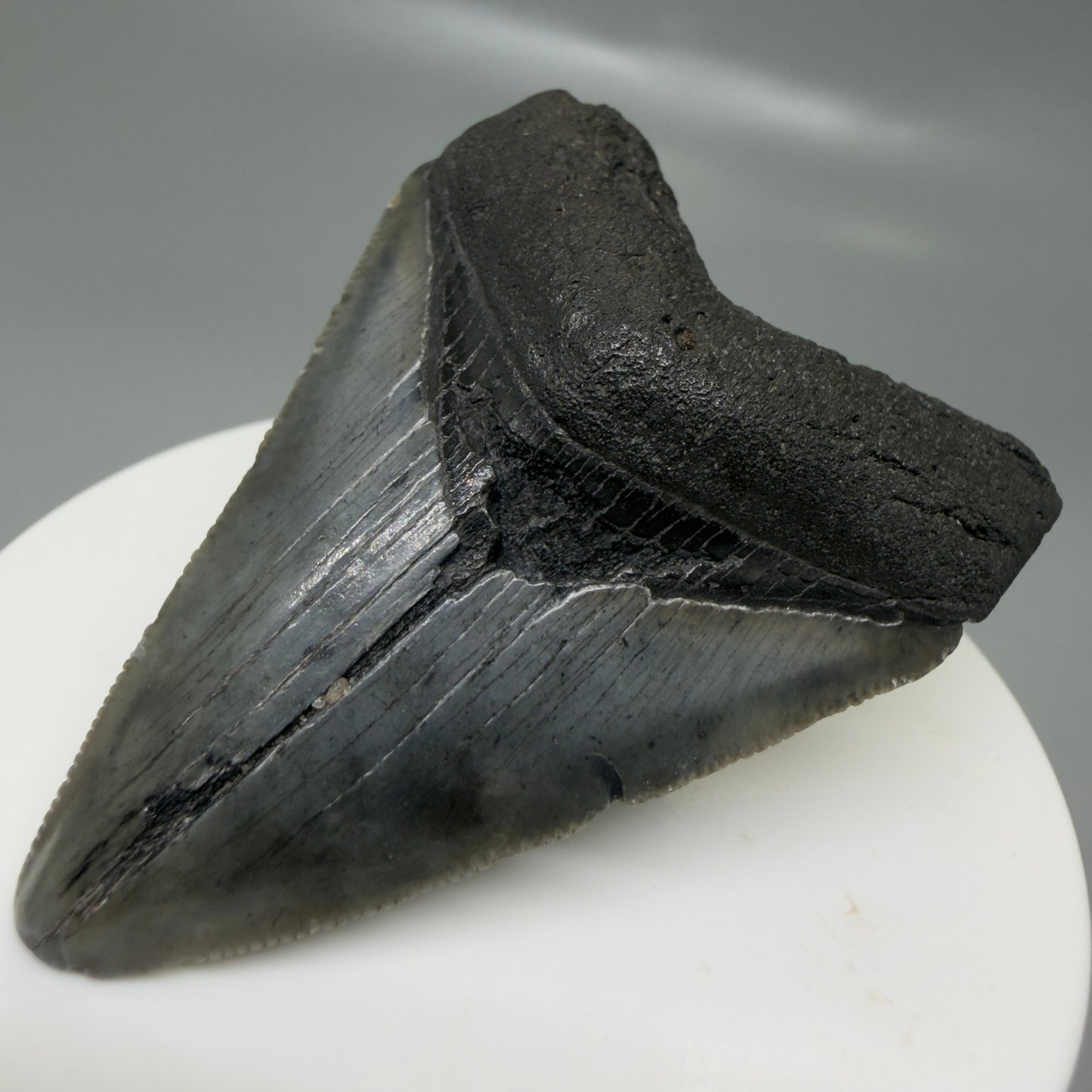 Front Right View 2.42" Colorful Fossil Megalodon Tooth – South Carolina River Find | Authentic CM6132