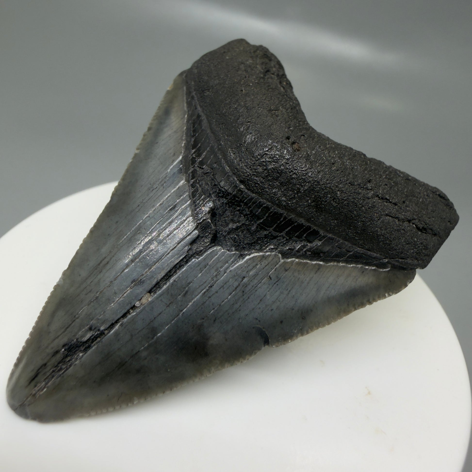Front Right View 2.42" Colorful Fossil Megalodon Tooth – South Carolina River Find | Authentic CM6132
