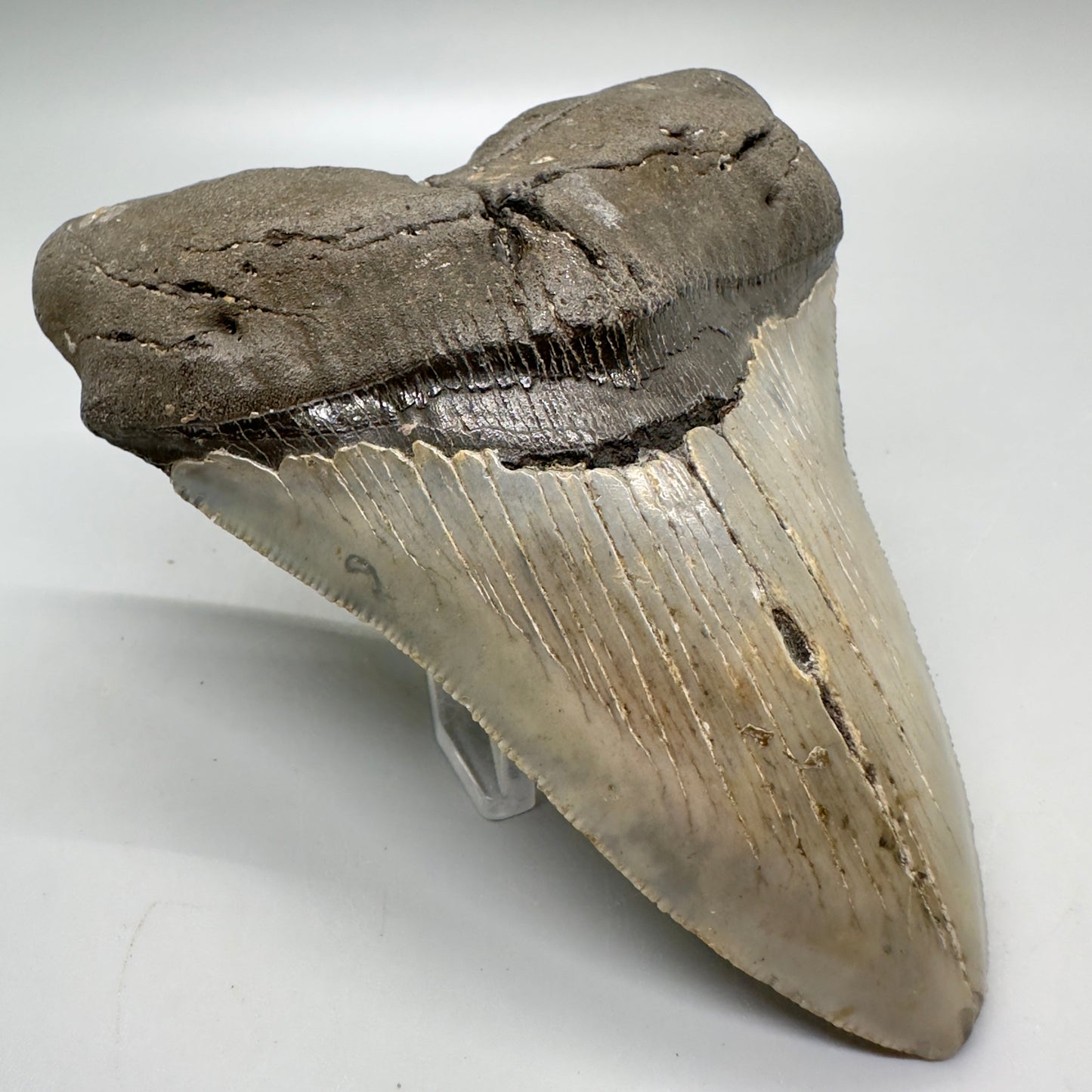 Serrated , heart-shape 4.90" Colorful Fossil Megalodon Tooth from North Carolina MJ119 - Front left