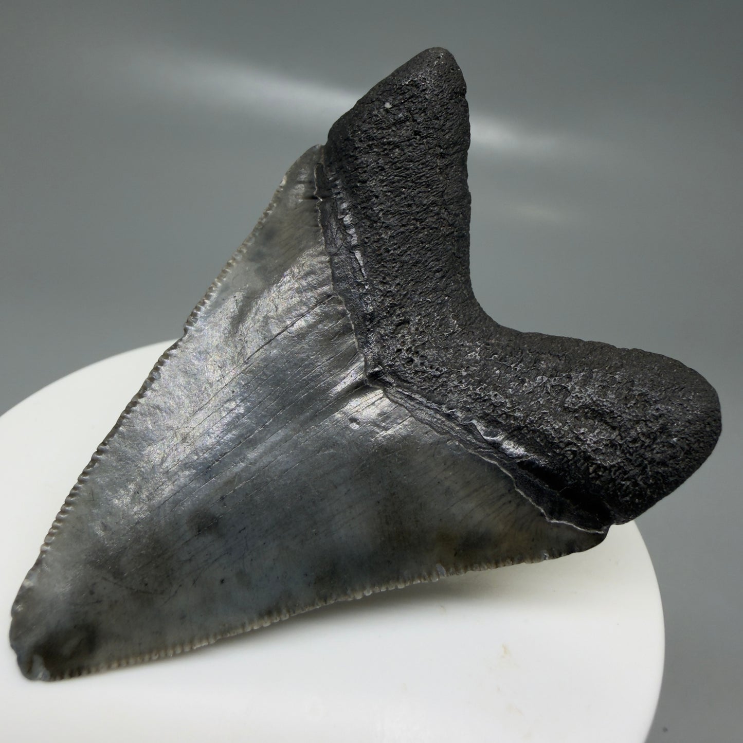 Back Right View 2.42" Colorful Fossil Megalodon Tooth – South Carolina River Find | Authentic CM6132