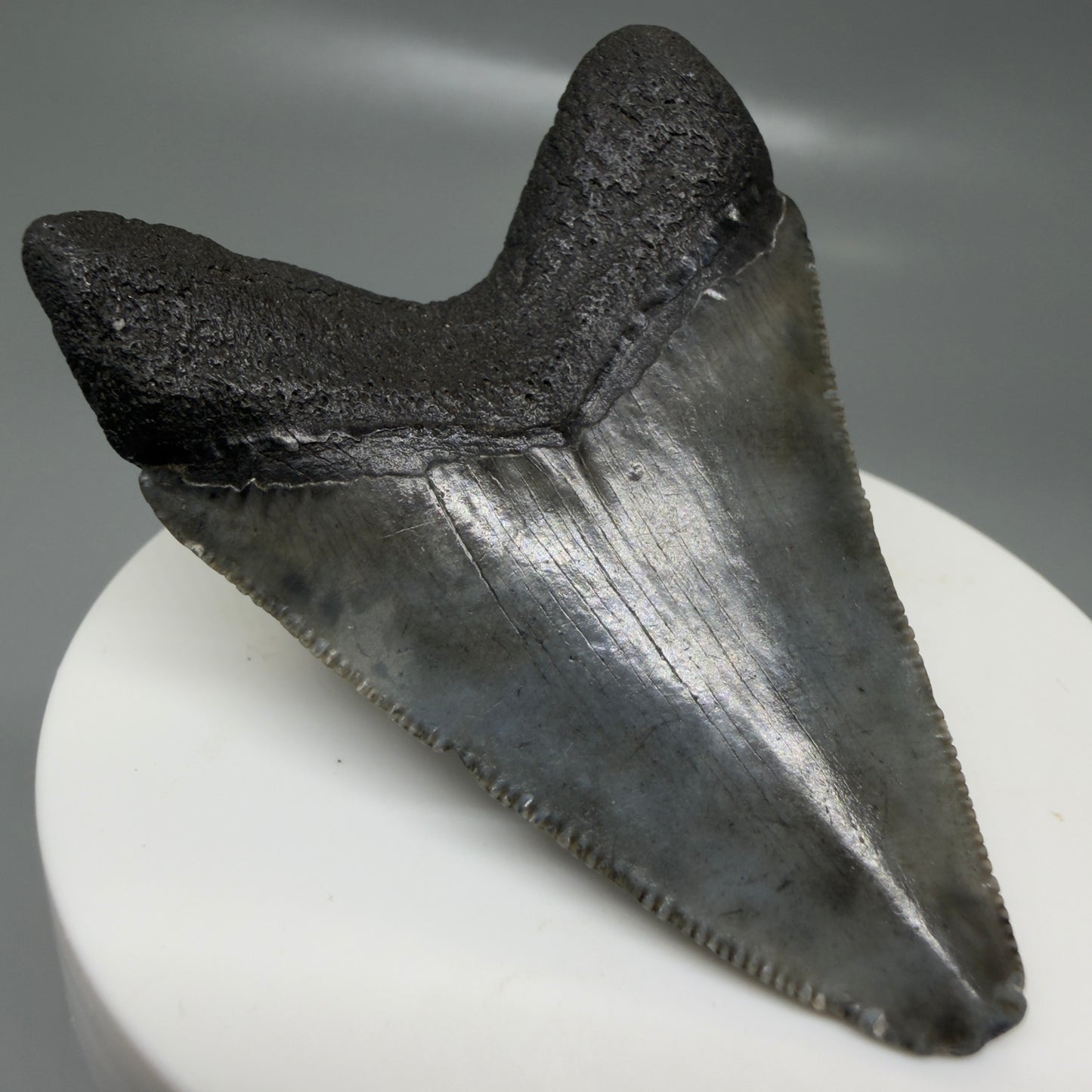 Back Left View 2.42" Colorful Fossil Megalodon Tooth – South Carolina River Find | Authentic CM6132