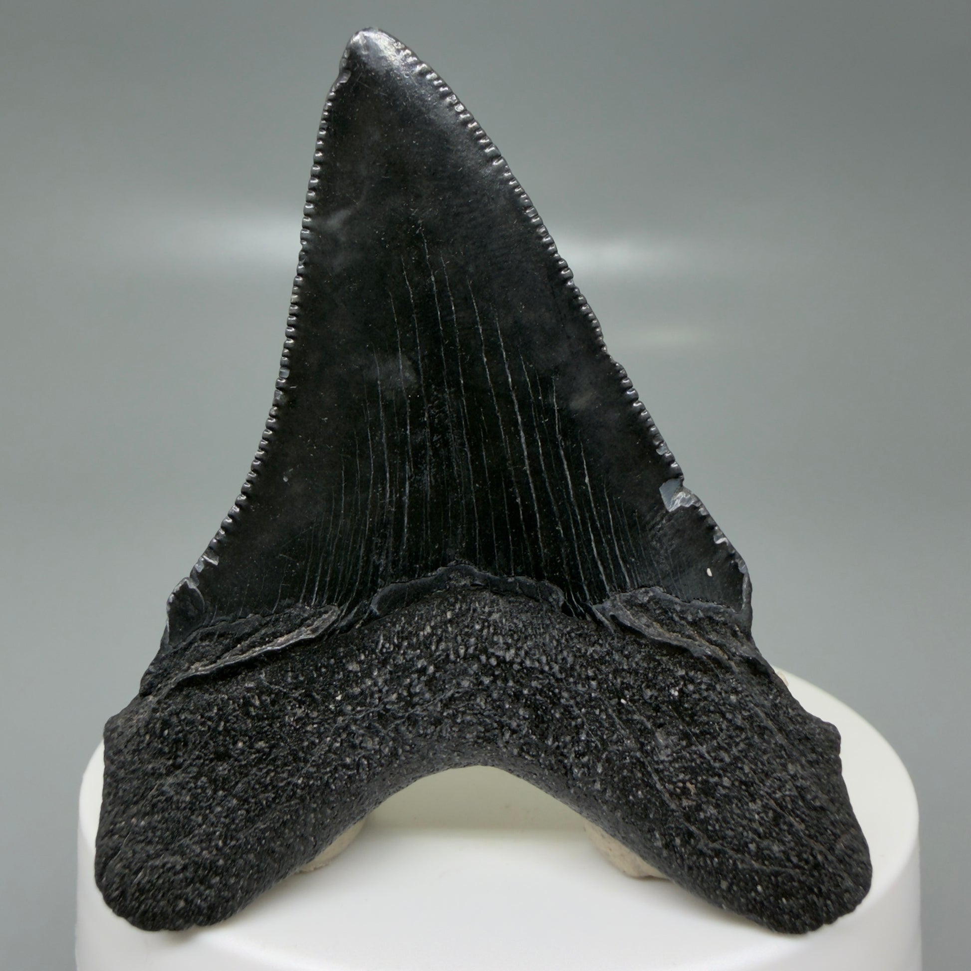 Back View 2.43" Dark colors Fossil Megalodon Tooth – South Carolina River Find | Authentic CM6131