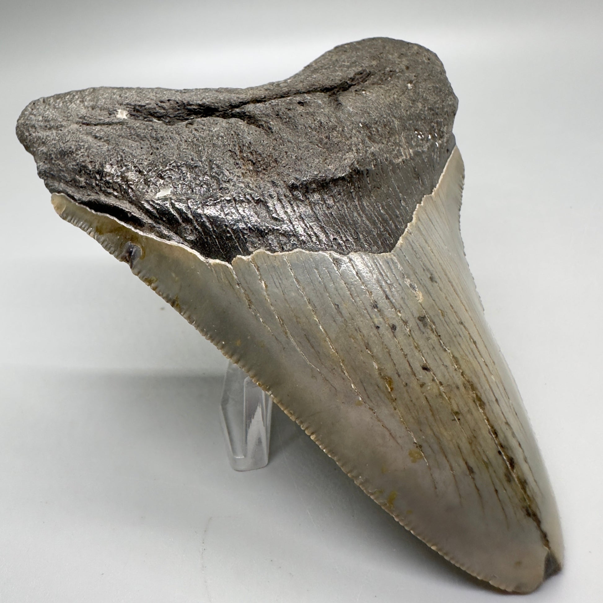 Serrated 4.45" Colorful Fossil Megalodon Tooth from North Carolina MJ115 - Front left