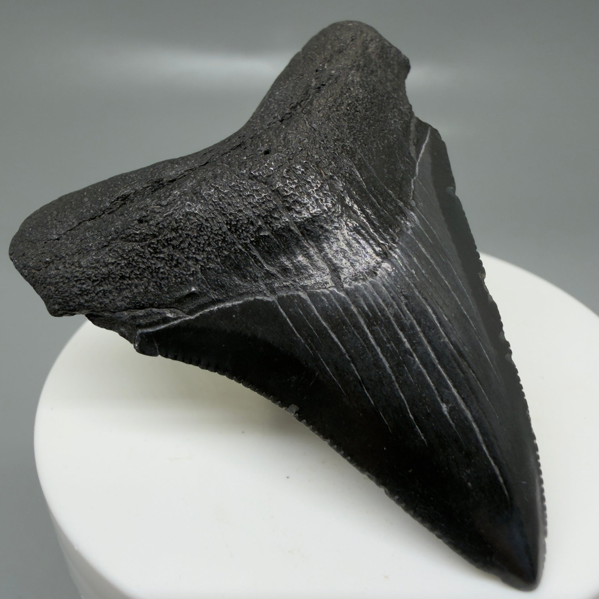 Front Left View 2.43" Dark colors Fossil Megalodon Tooth – South Carolina River Find | Authentic CM6131
