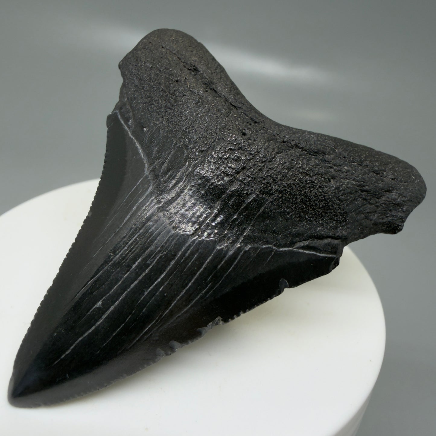 Front Right View 2.43" Dark colors Fossil Megalodon Tooth – South Carolina River Find | Authentic CM6131