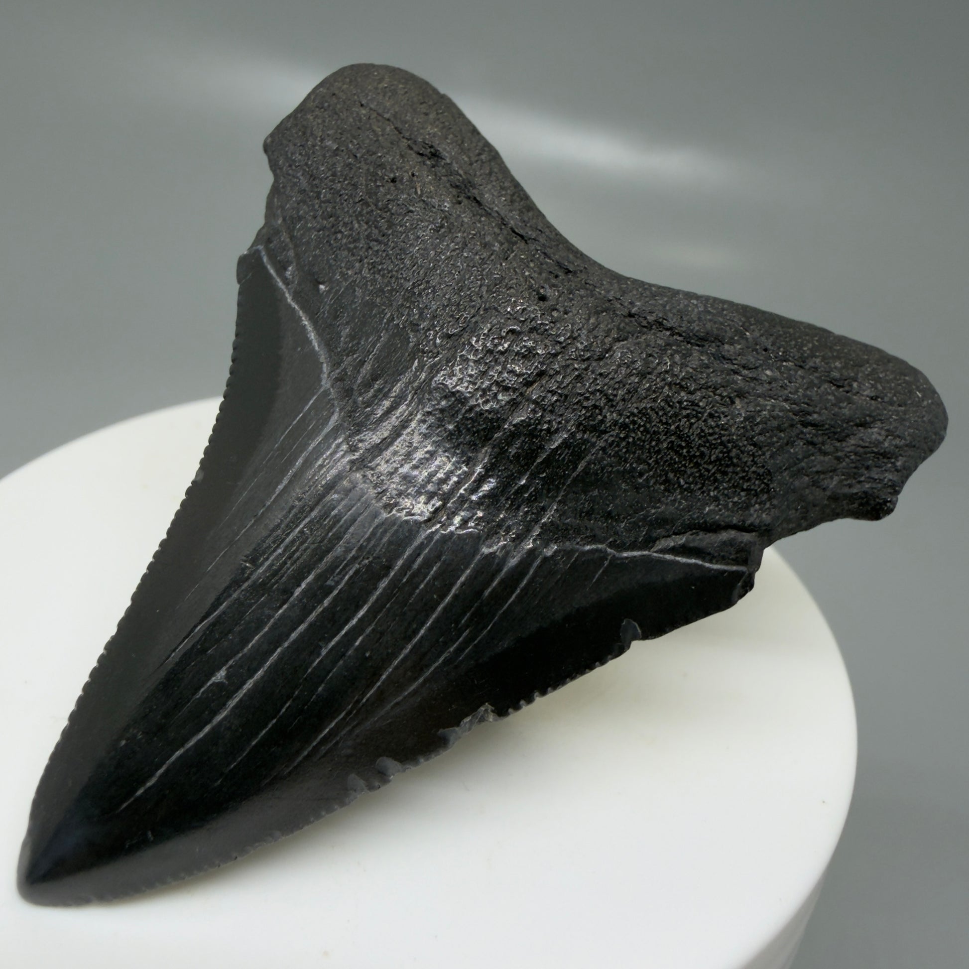 Front Right View 2.43" Dark colors Fossil Megalodon Tooth – South Carolina River Find | Authentic CM6131